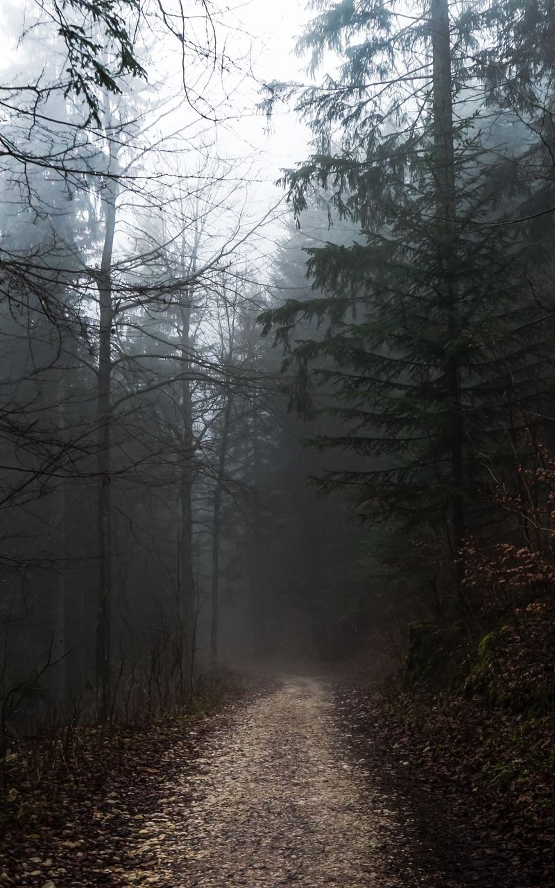 Aesthetic Foggy Forest Wallpapers