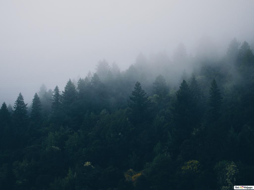 Aesthetic Foggy Forest Wallpapers