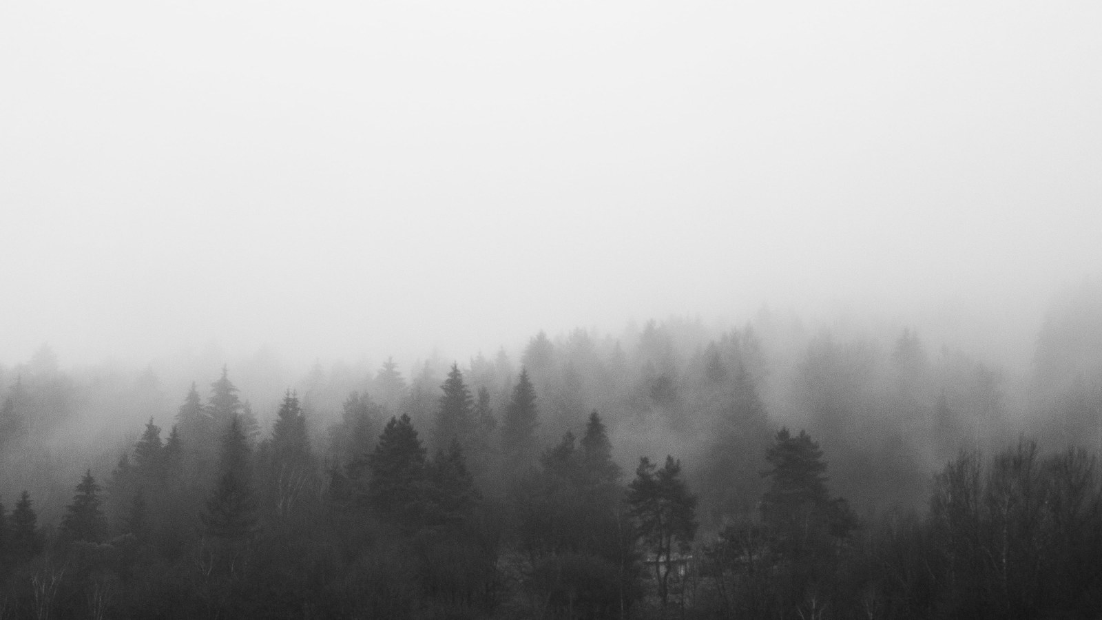 Aesthetic Foggy Forest Wallpapers