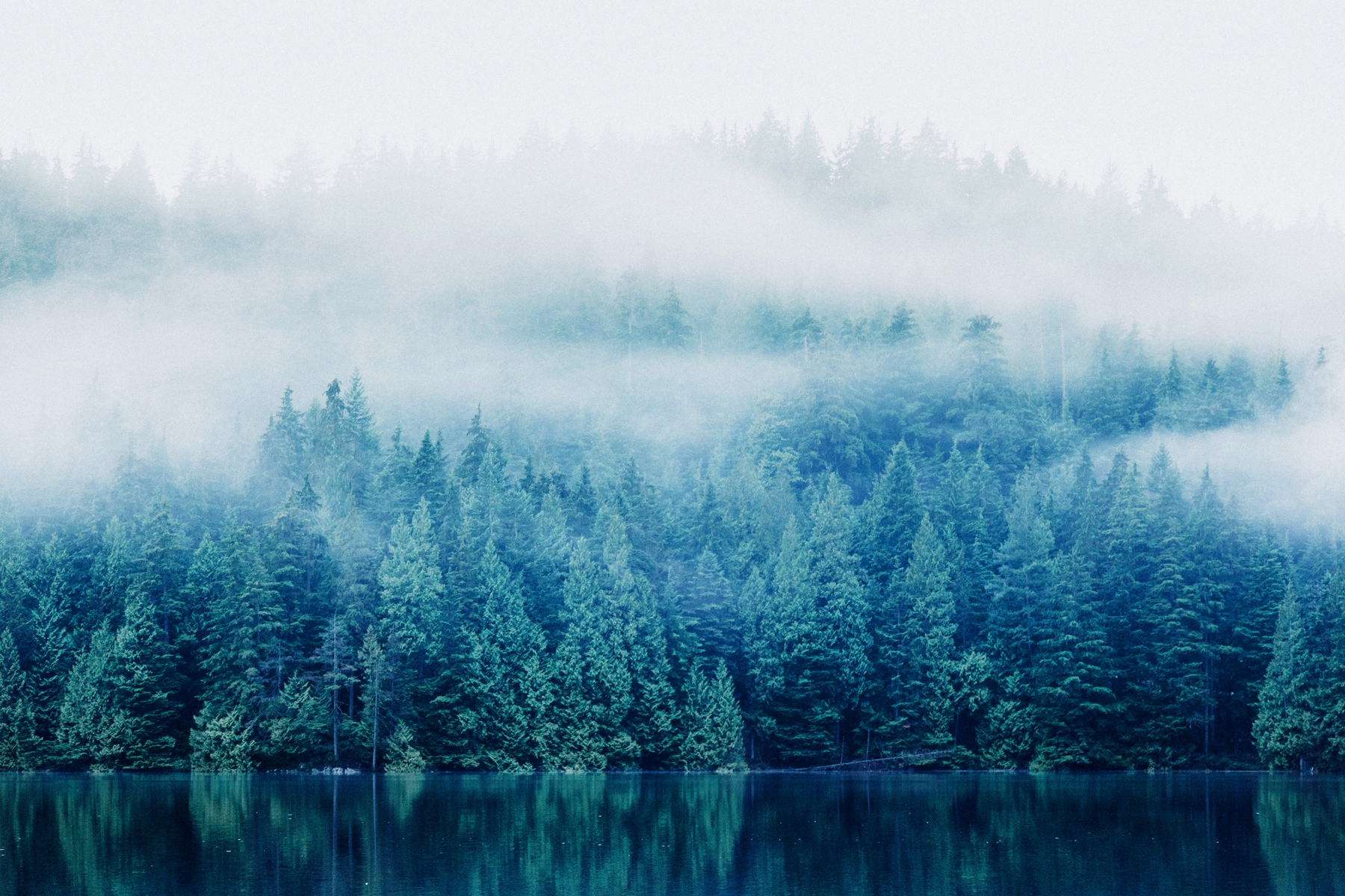 Aesthetic Foggy Forest Wallpapers