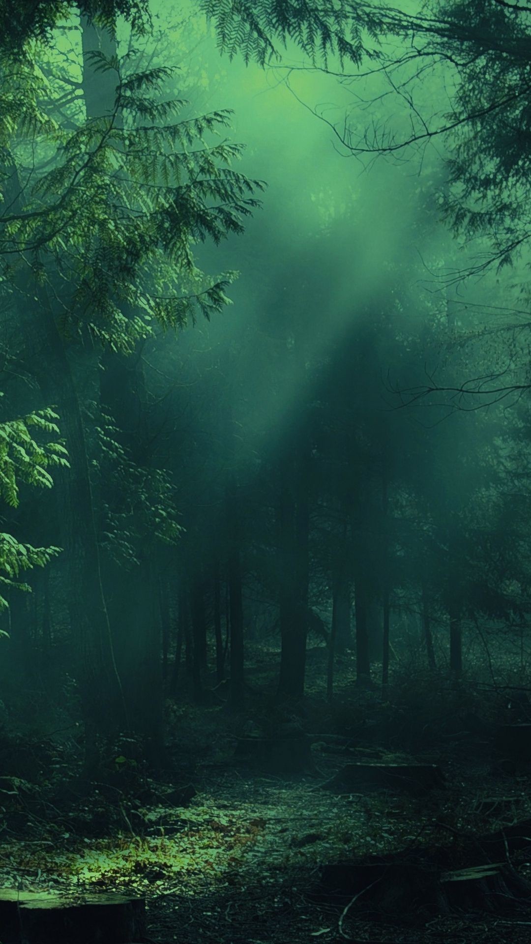 Aesthetic Foggy Forest Wallpapers