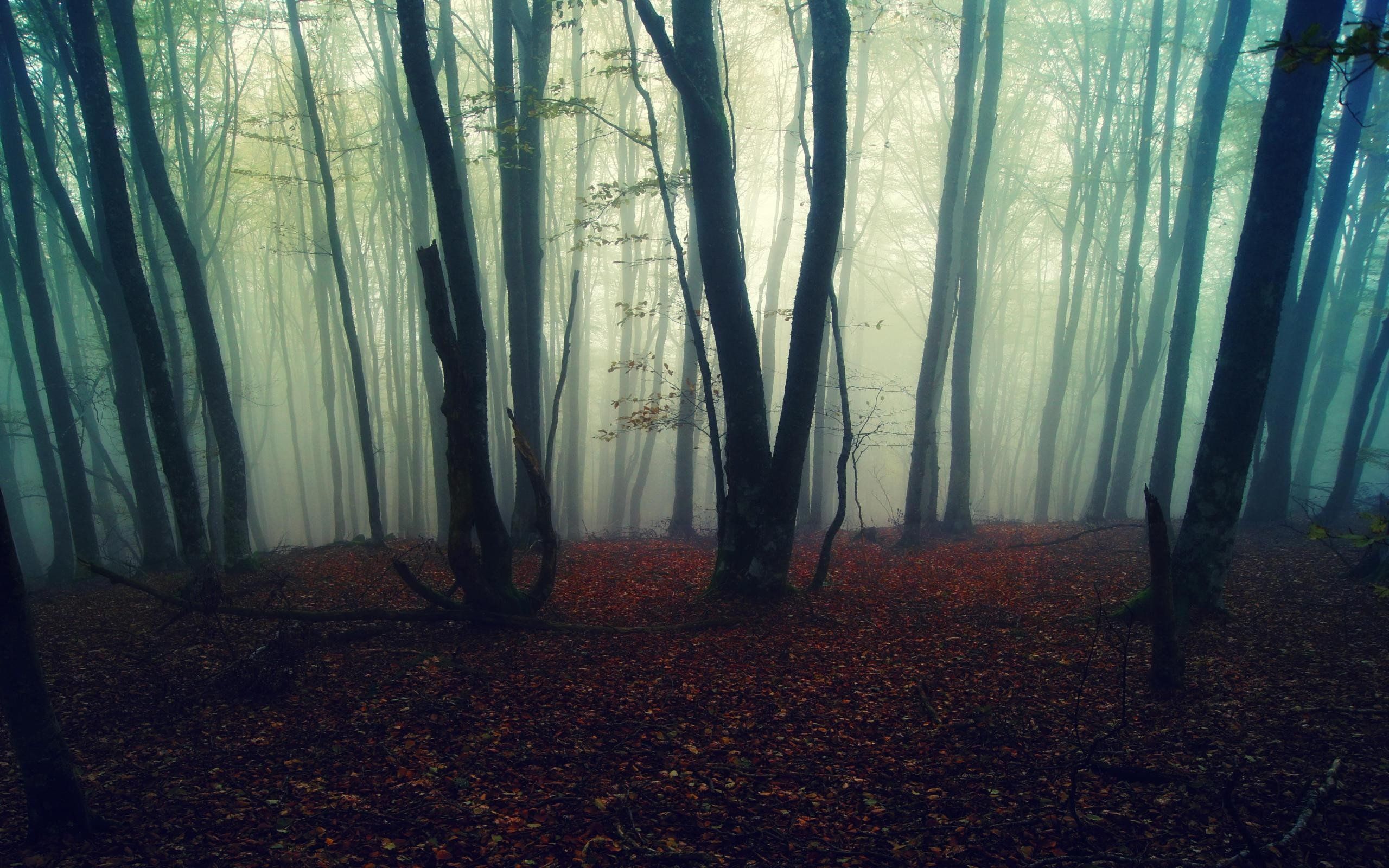 Aesthetic Foggy Forest Wallpapers