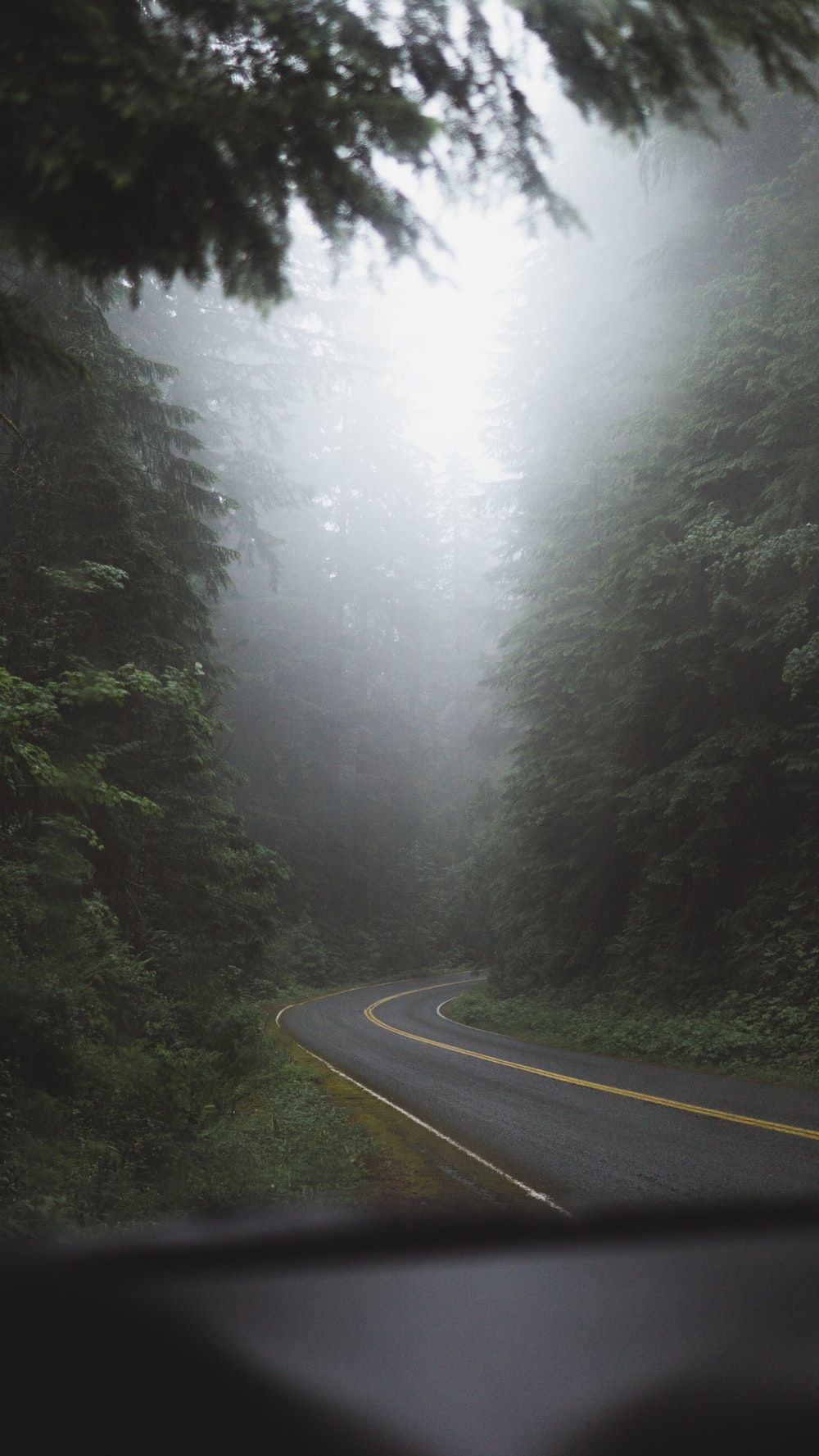 Aesthetic Foggy Forest Wallpapers