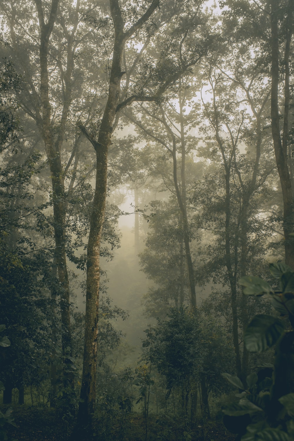 Aesthetic Foggy Forest Wallpapers