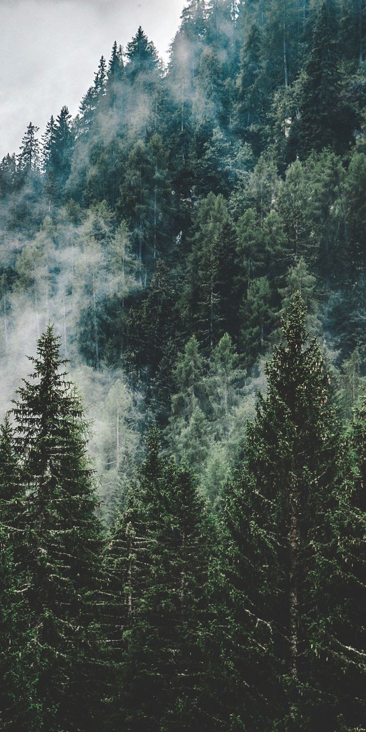 Aesthetic Forest Hd Wallpapers