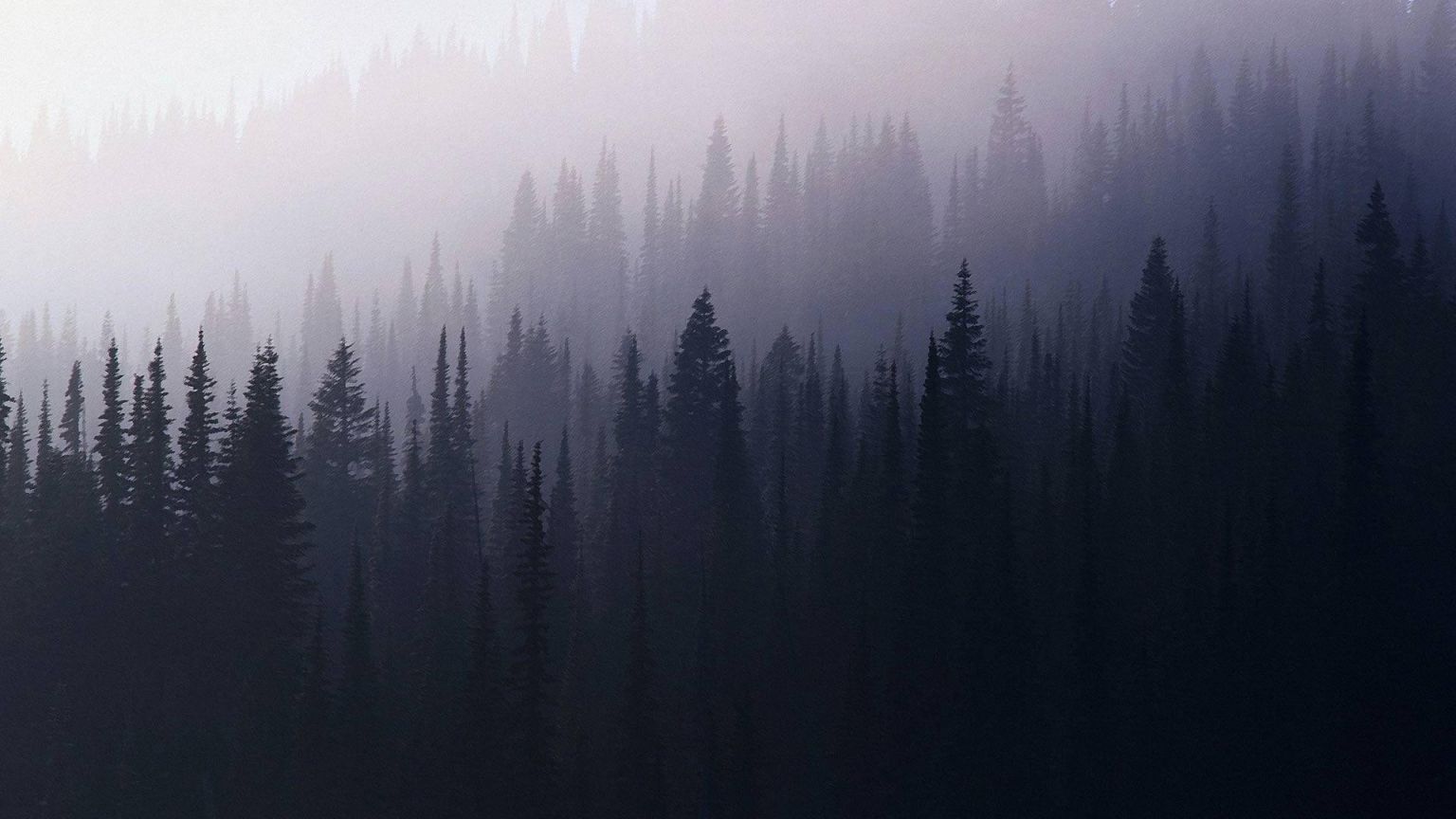 Aesthetic Forest Hd Wallpapers