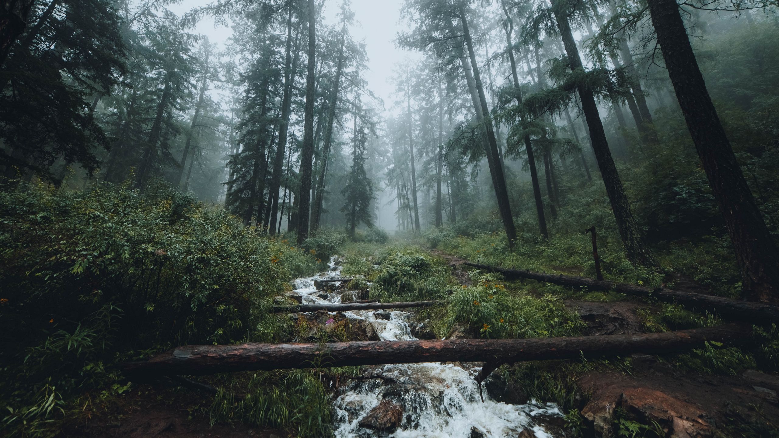 Aesthetic Forest Hd Wallpapers