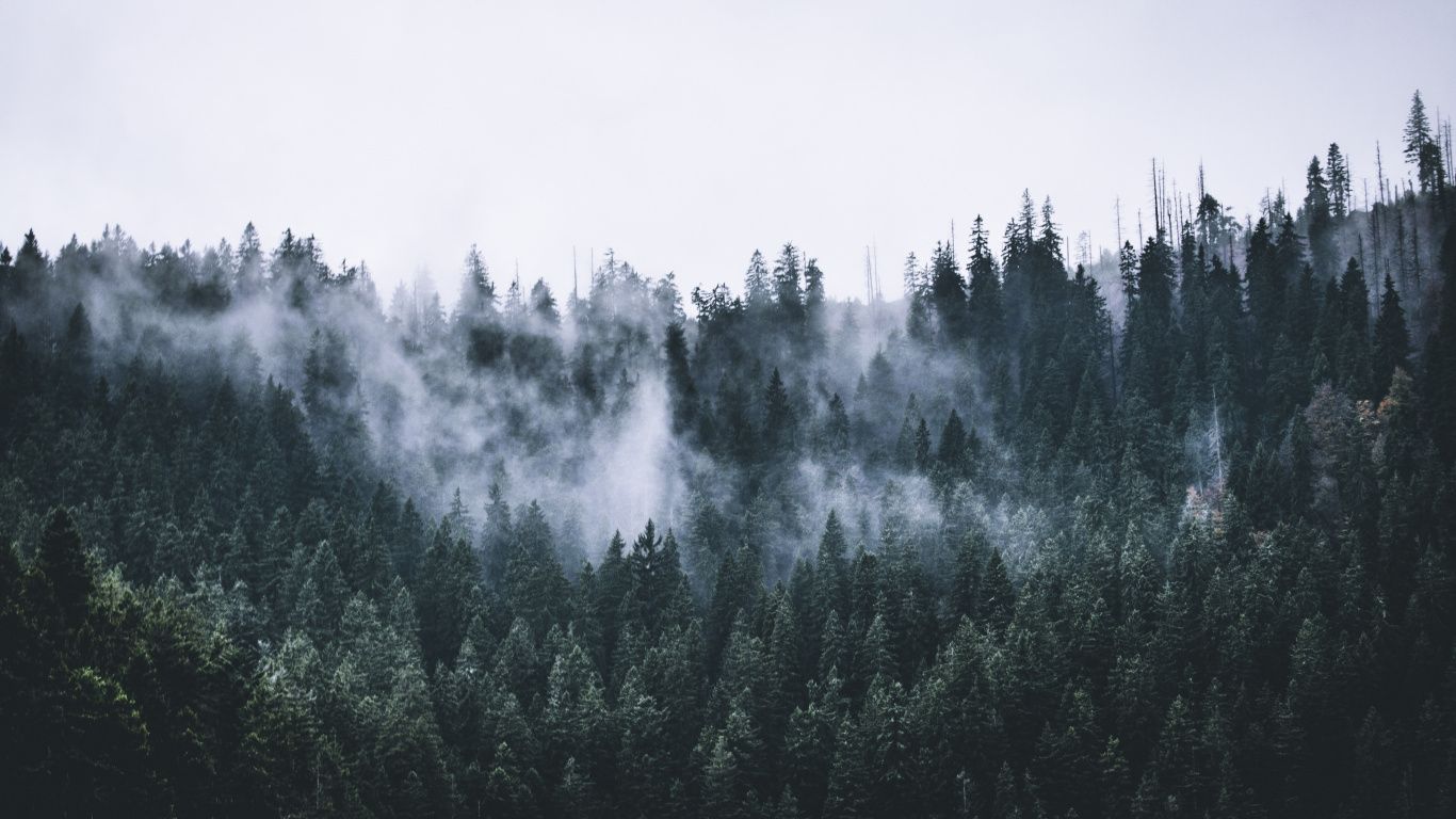 Aesthetic Forest Hd Wallpapers