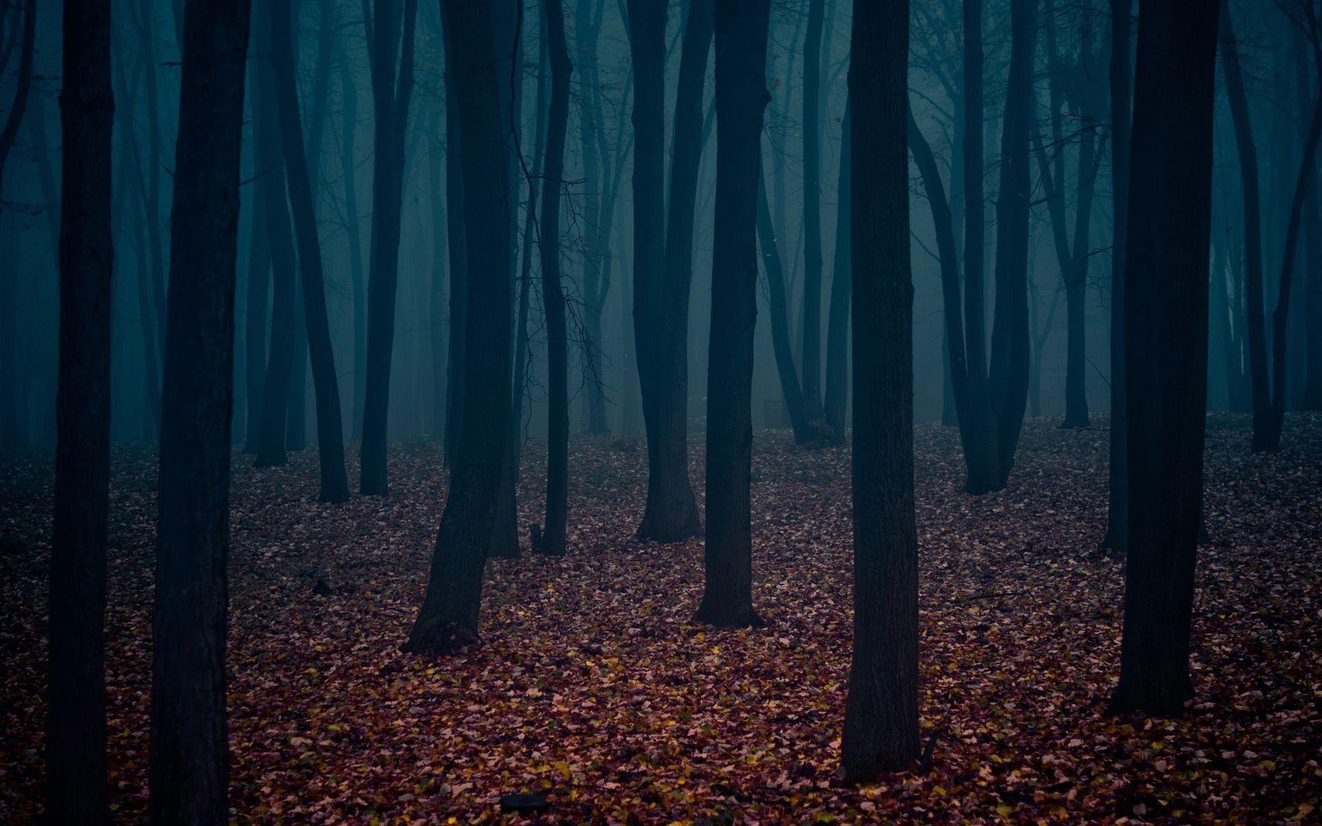 Aesthetic Forest Hd Wallpapers