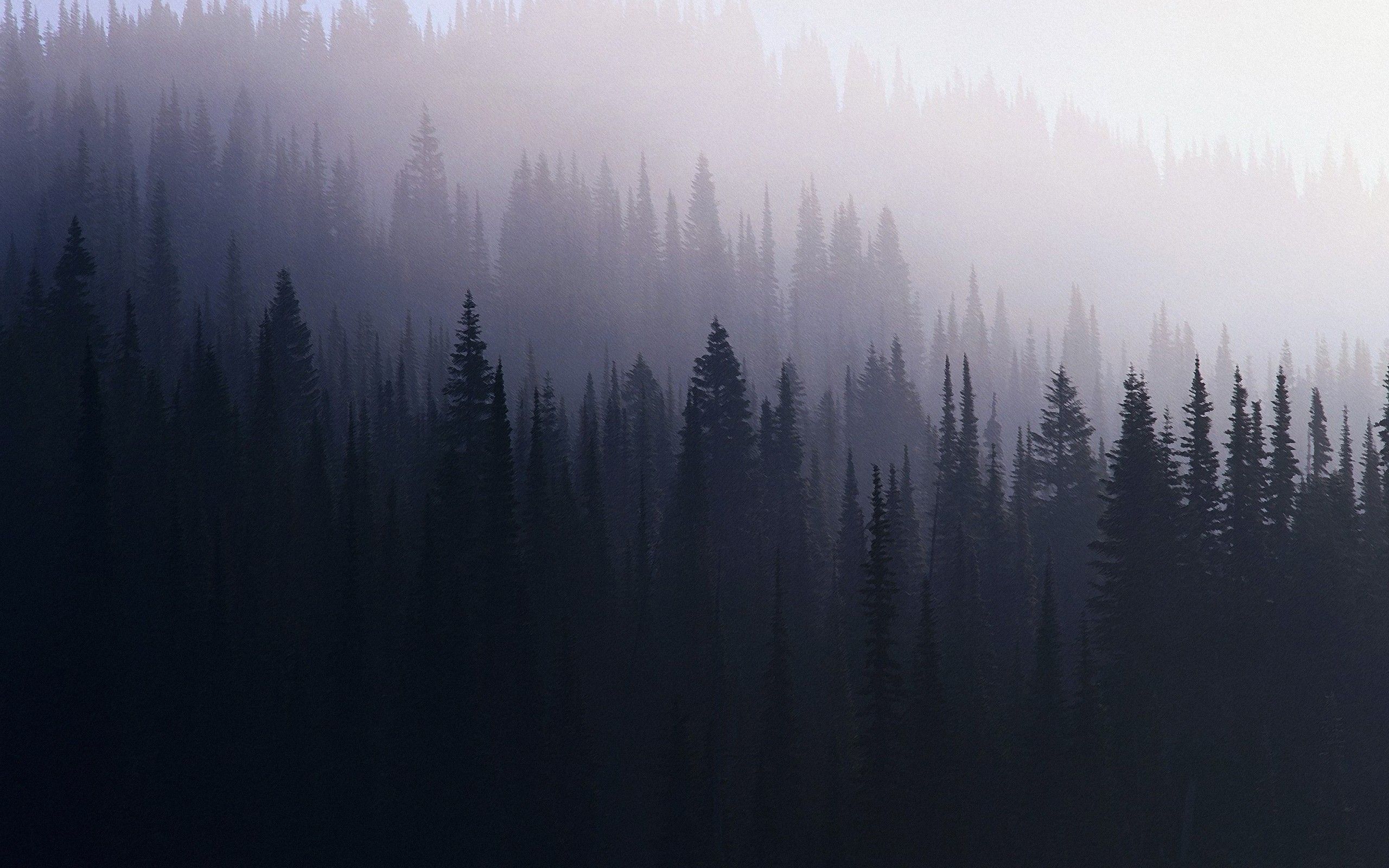 Aesthetic Forest Hd Wallpapers