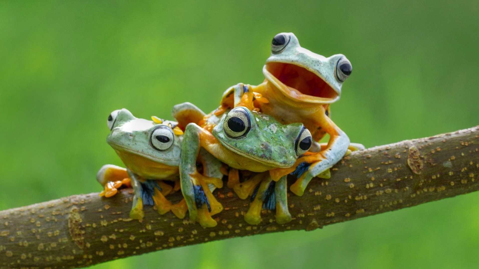 Aesthetic Frog Wallpapers