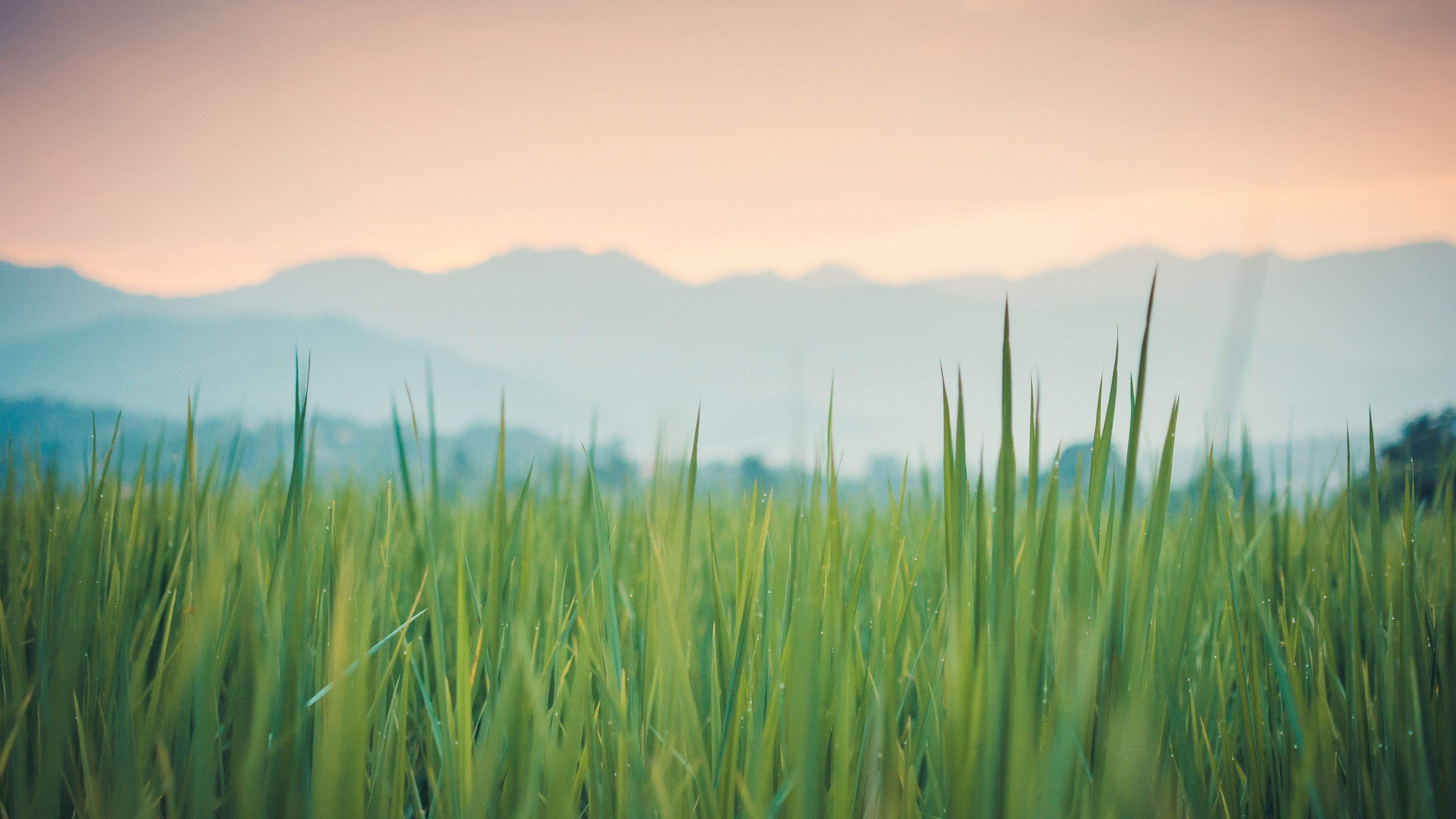 Aesthetic Grass Desktop Wallpapers