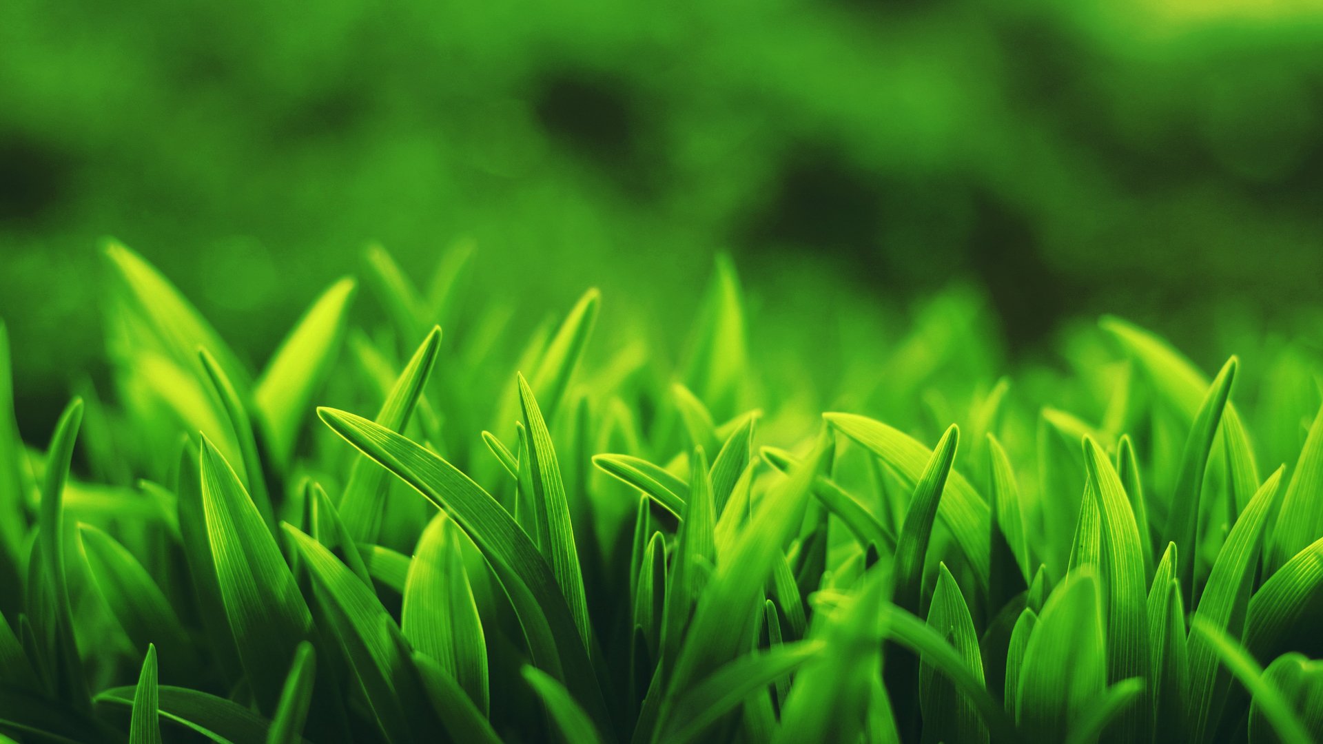 Aesthetic Grass Desktop Wallpapers