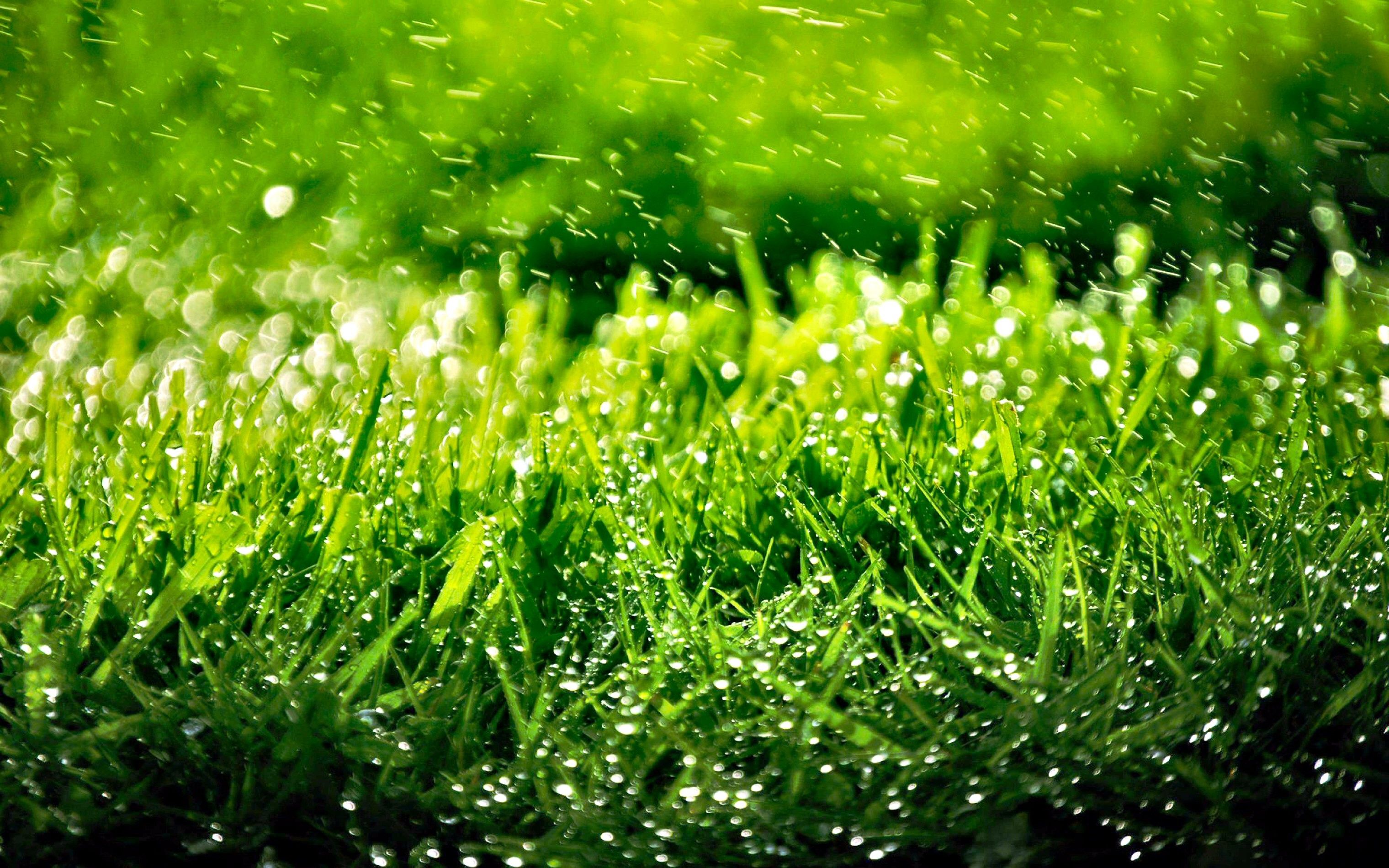 Aesthetic Grass Desktop Wallpapers