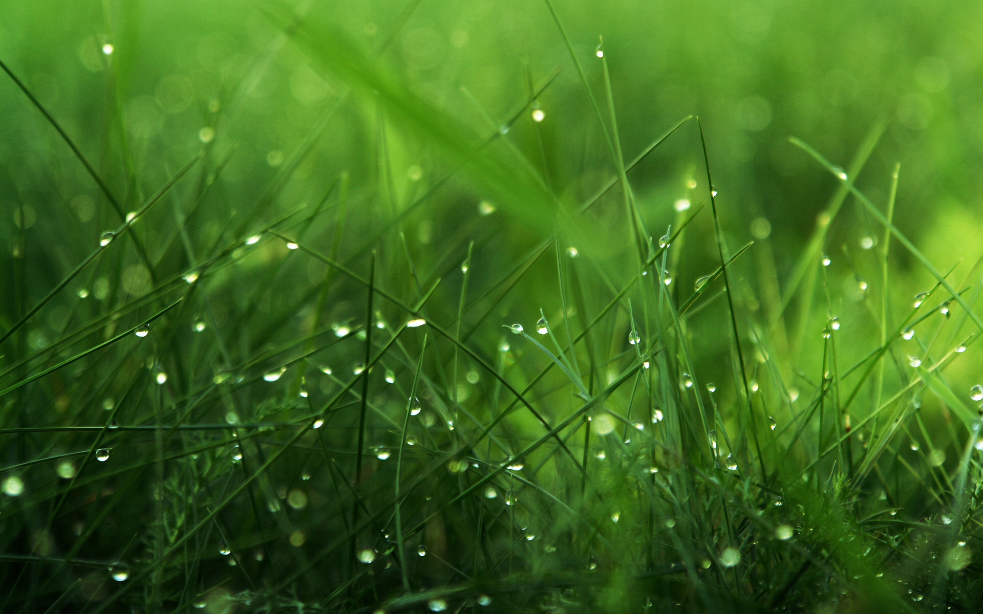 Aesthetic Grass Desktop Wallpapers