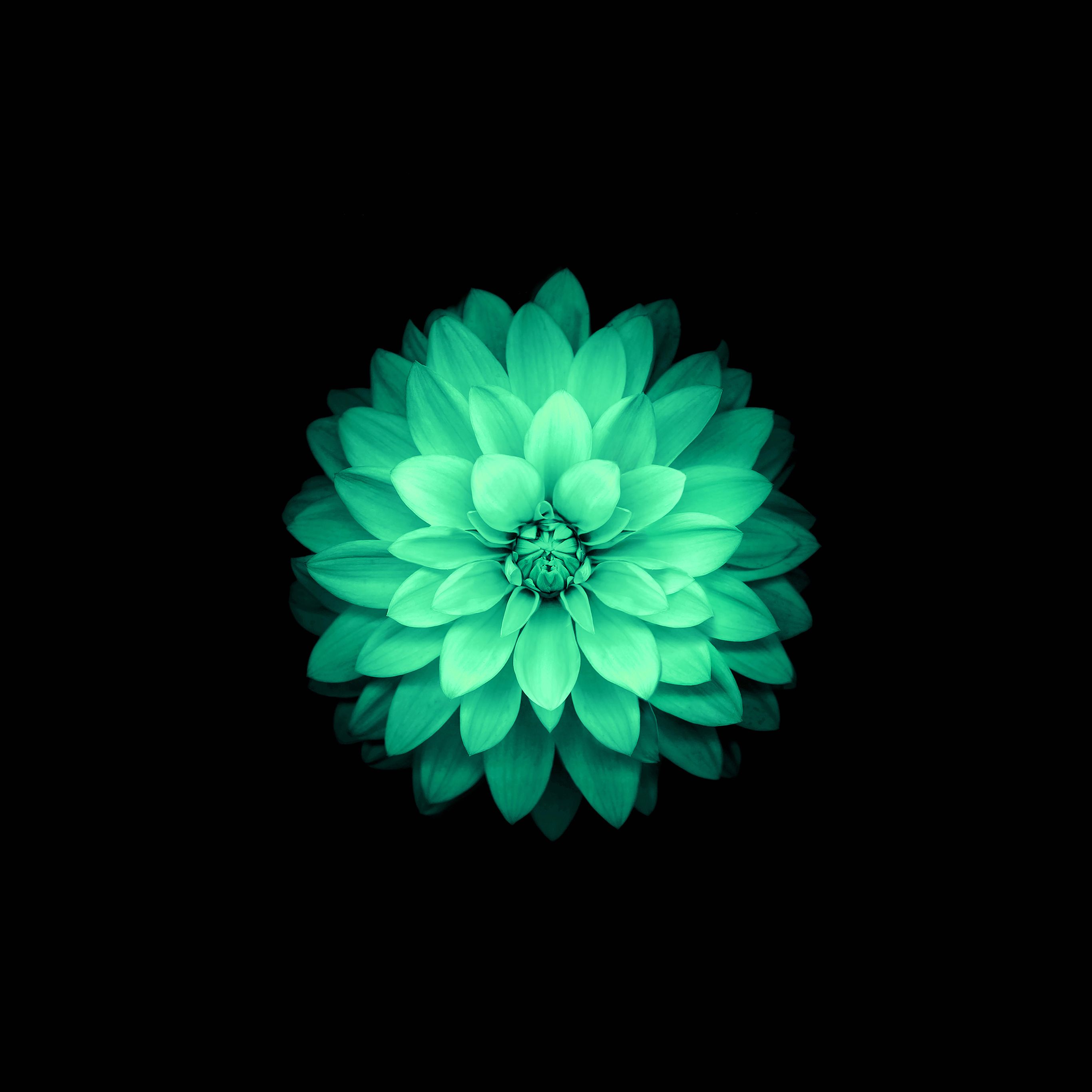 Aesthetic Green Floral Hd Wallpapers