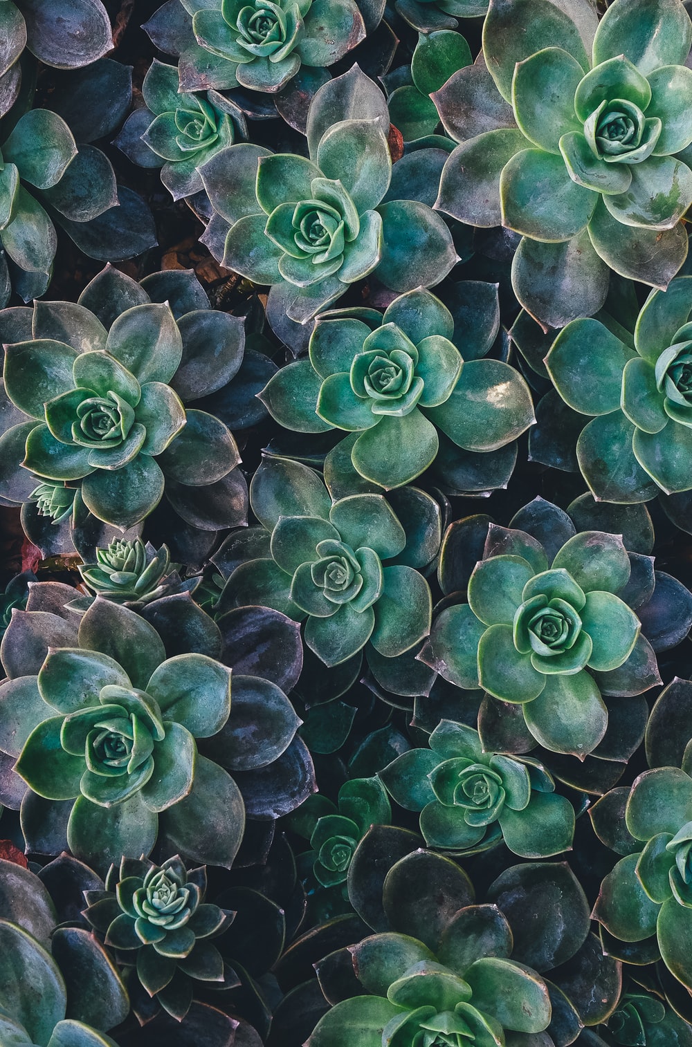 Aesthetic Green Floral Hd Wallpapers