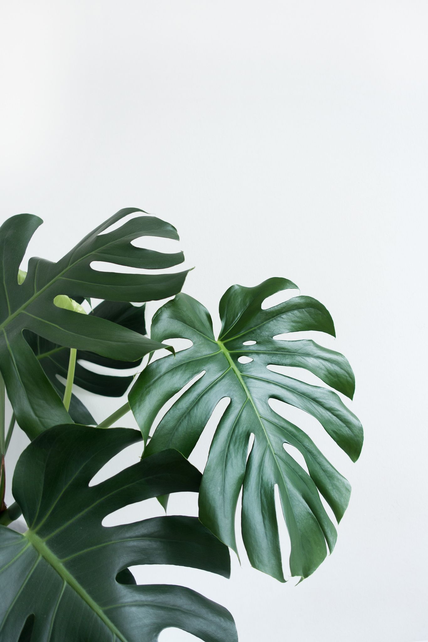 Aesthetic Grid Plants Wallpapers