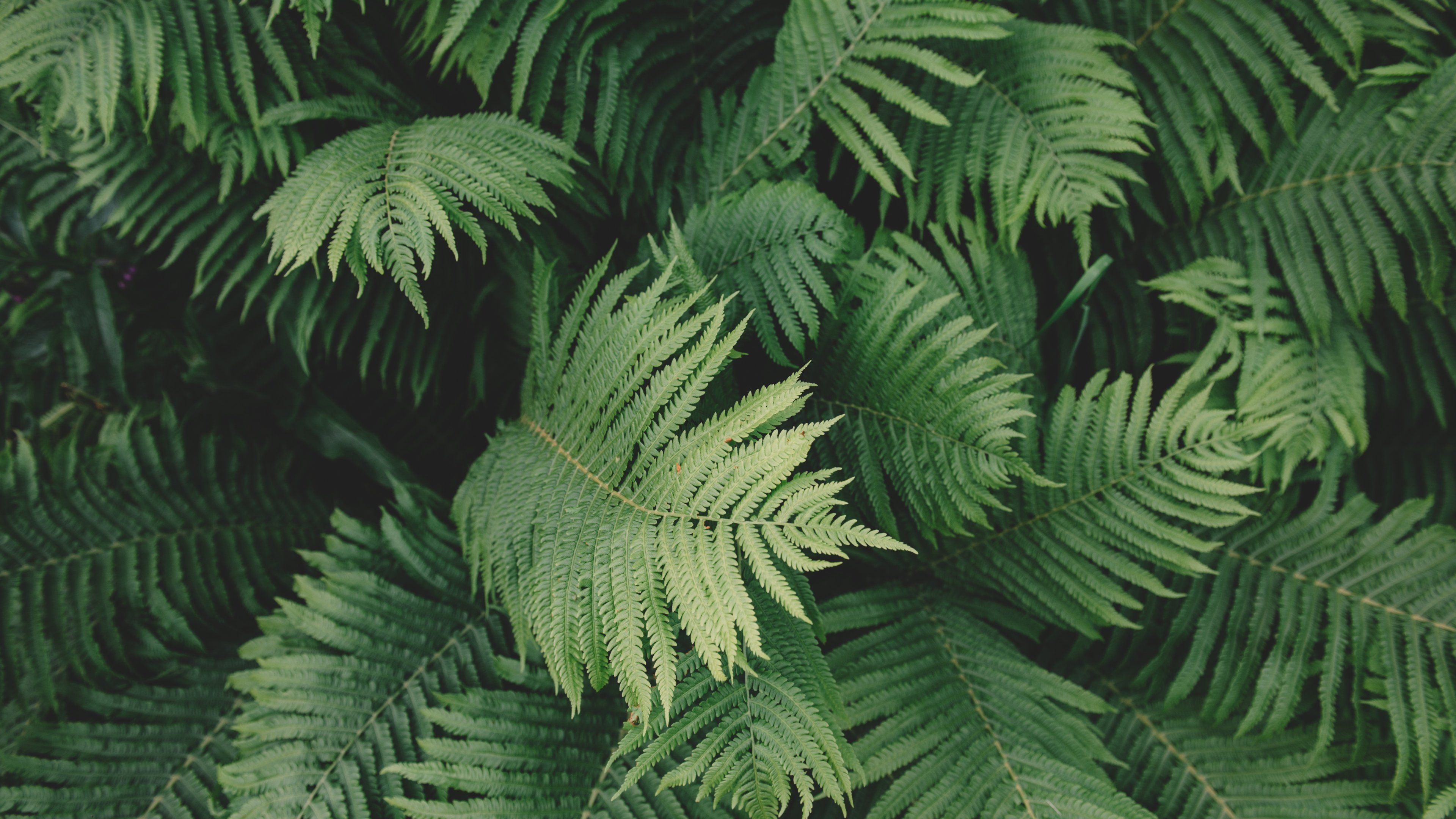 Aesthetic Grid Plants Wallpapers