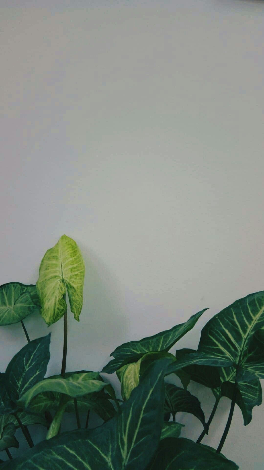 Aesthetic Grid Plants Wallpapers