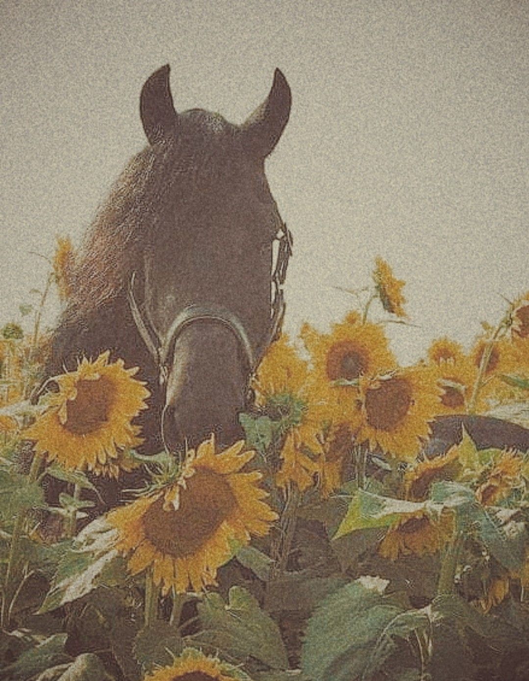 Aesthetic Horse Wallpapers