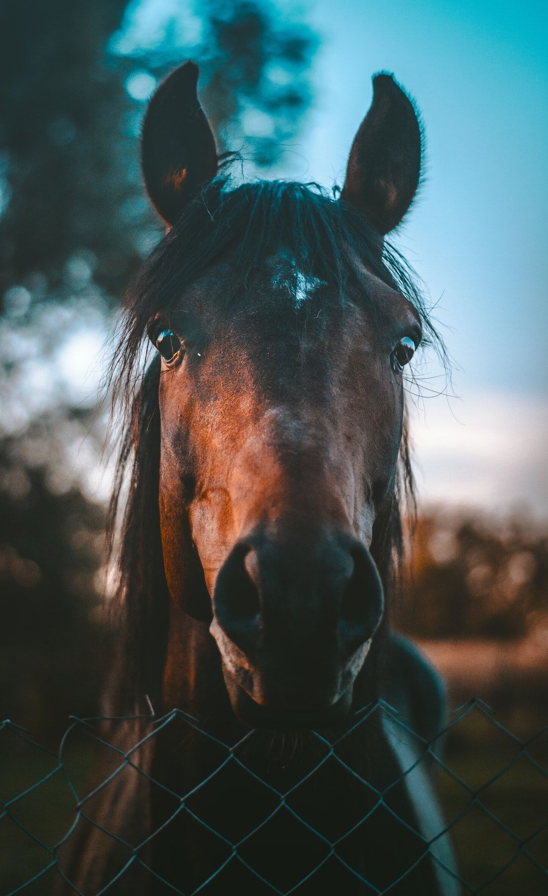 Aesthetic Horse Wallpapers