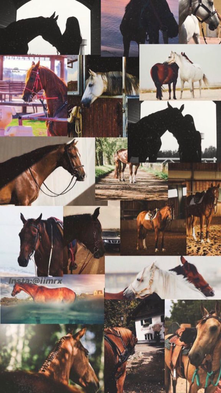 Aesthetic Horse Wallpapers