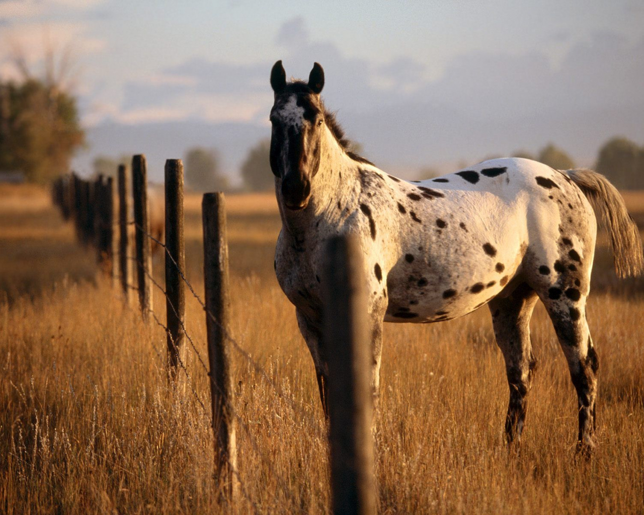 Aesthetic Horse Wallpapers