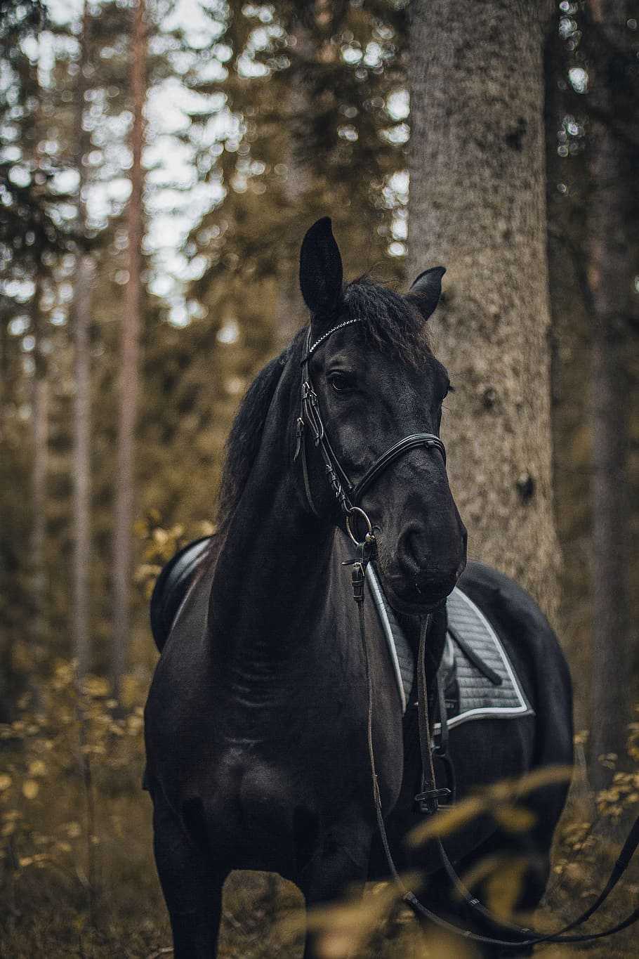 Aesthetic Horse Wallpapers