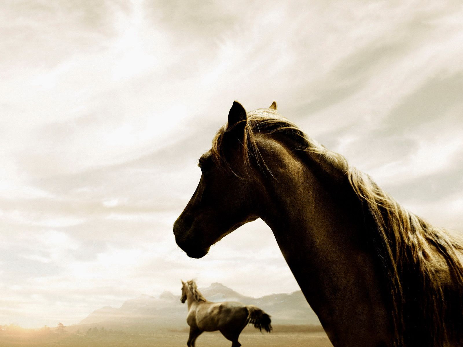 Aesthetic Horse Wallpapers