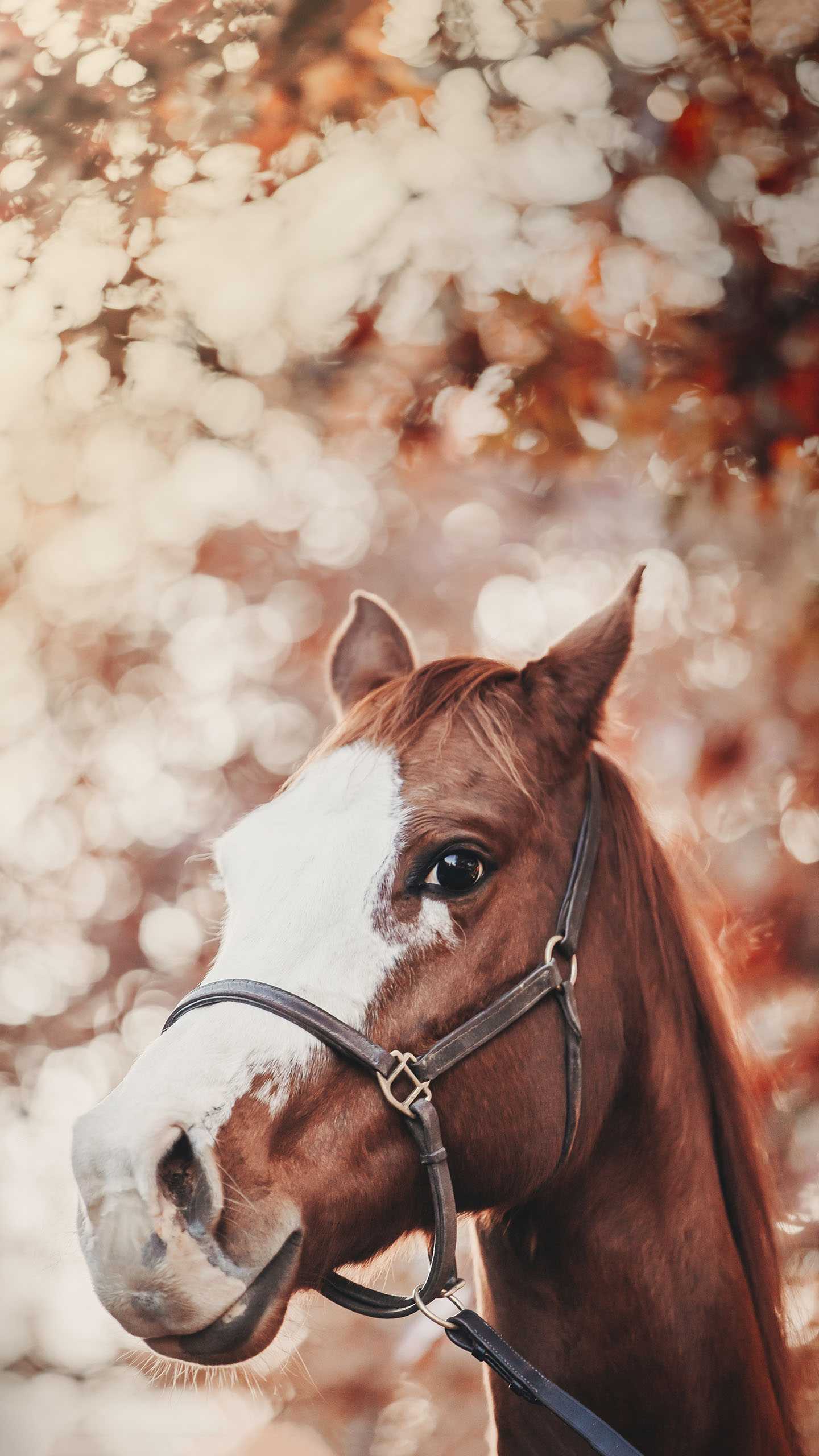 Aesthetic Horse Wallpapers