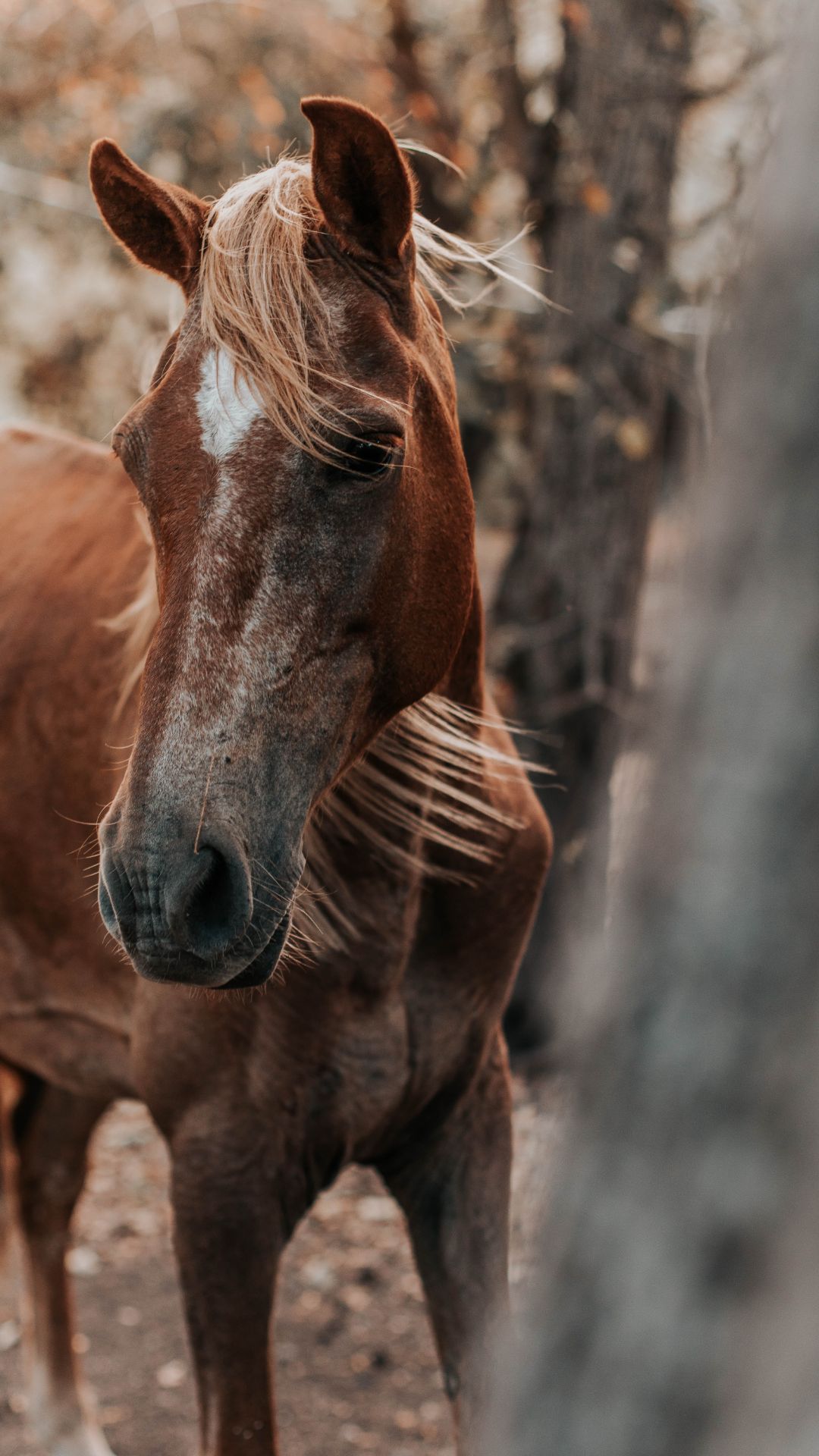 Aesthetic Horse Wallpapers