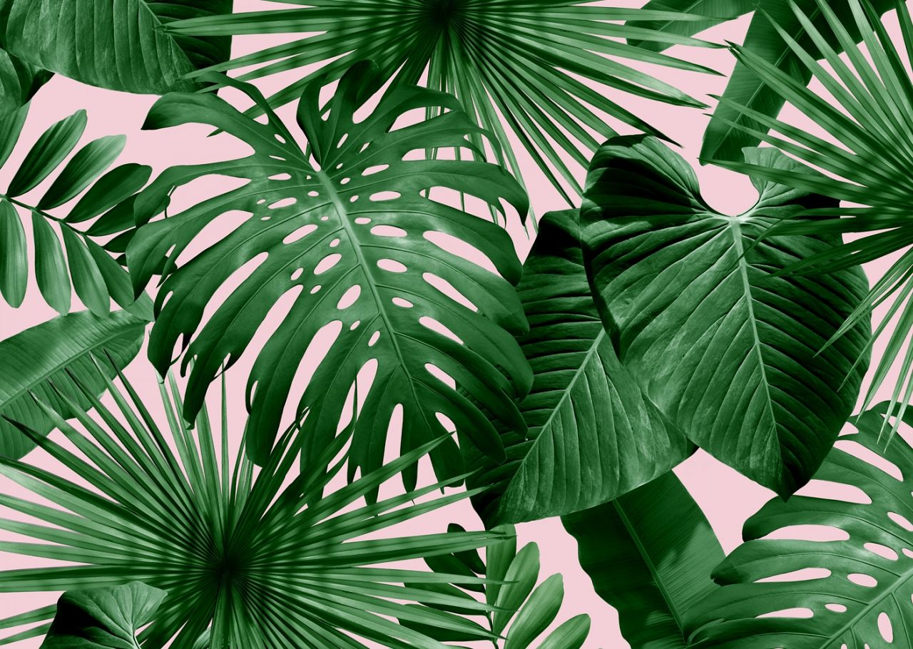 Aesthetic Leaves Wallpapers