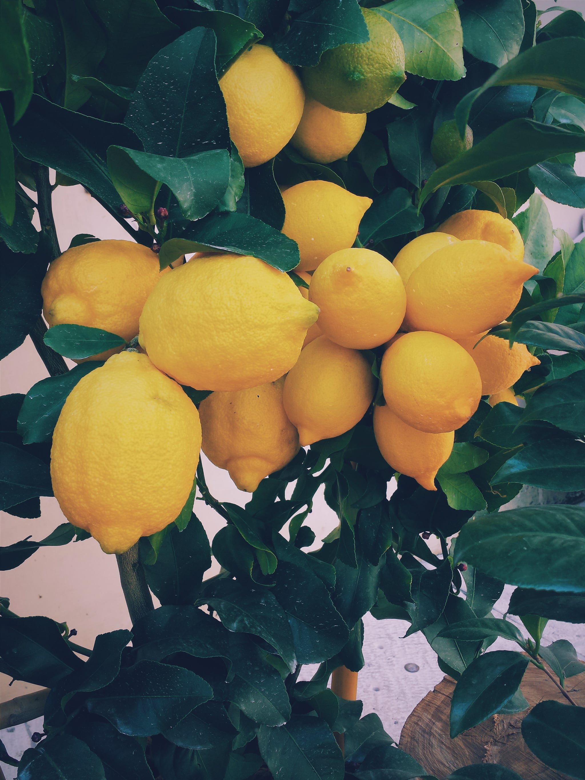 Aesthetic Lemon Wallpapers