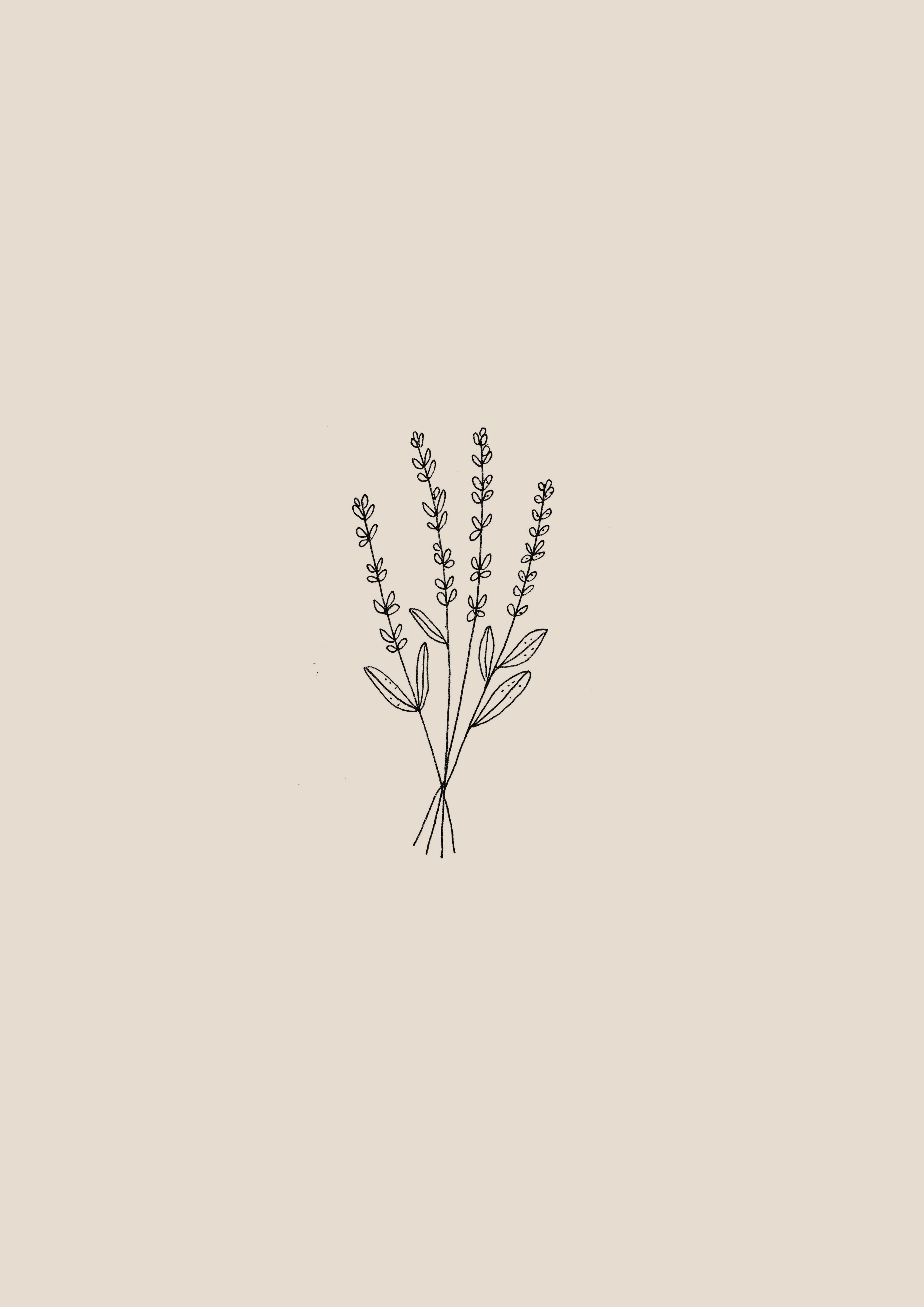 Aesthetic Minimalist Flower Drawing Wallpapers