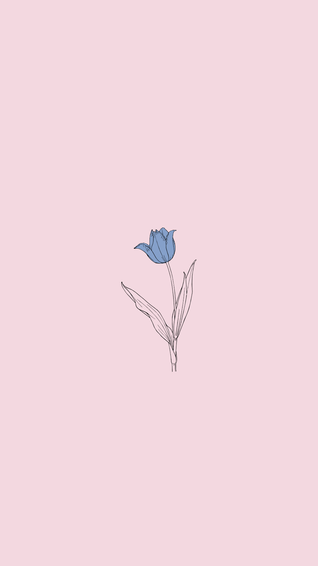 Aesthetic Minimalist Flower Drawing Wallpapers