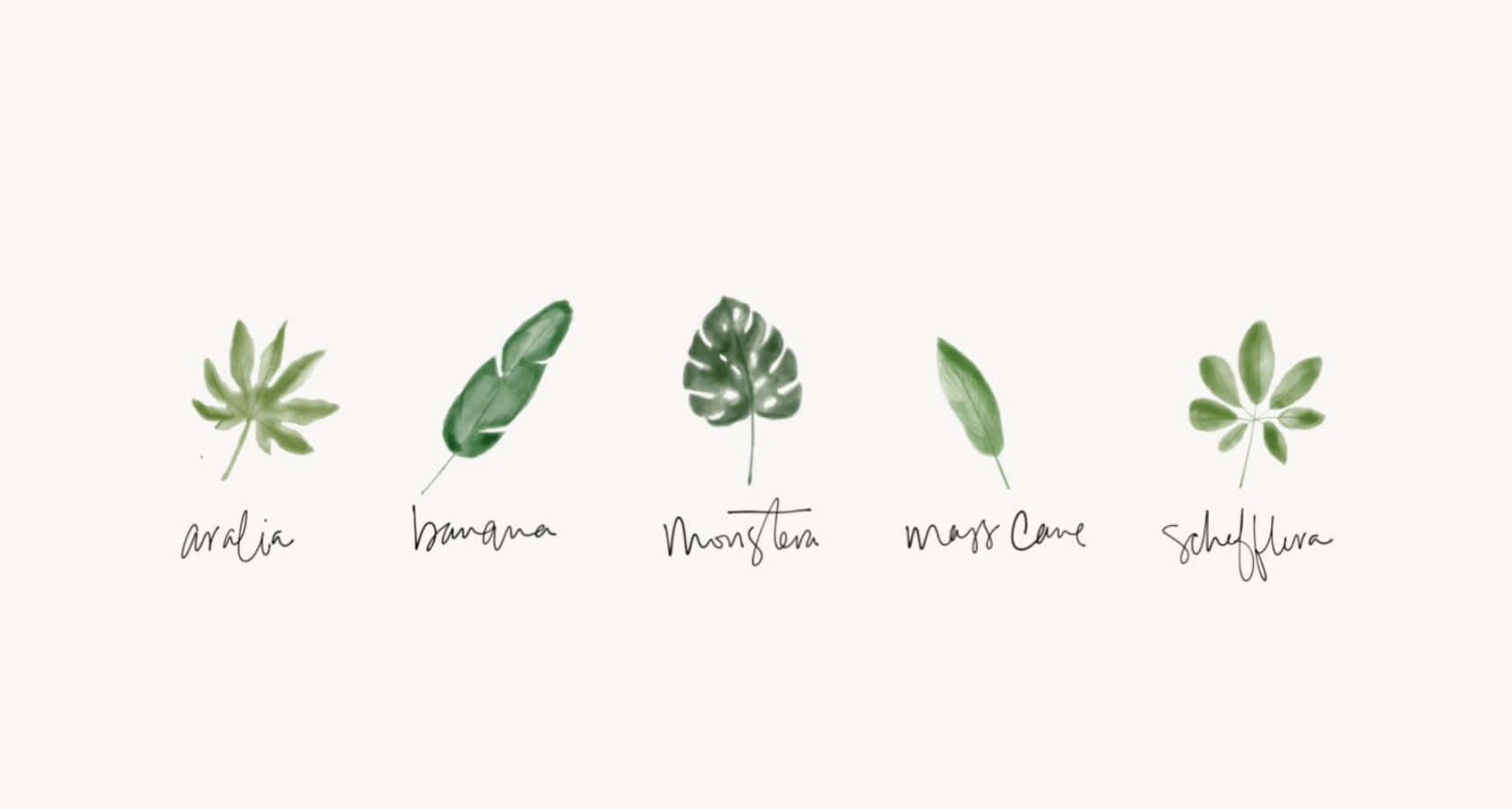 Aesthetic Minimalist Plant Desktop Wallpapers