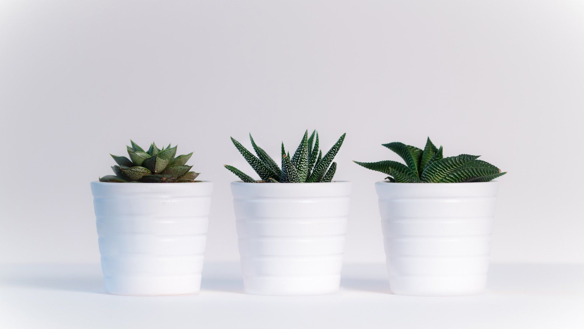 Aesthetic Minimalist Plant Desktop Wallpapers