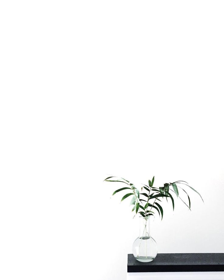 Aesthetic Minimalist Plant Desktop Wallpapers