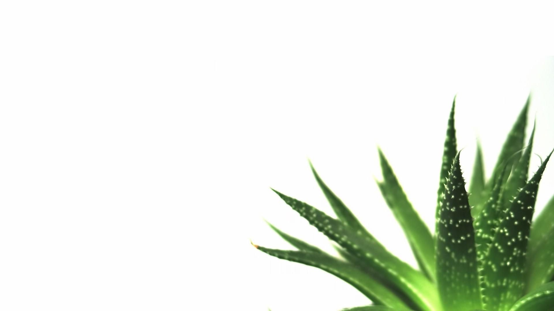 Aesthetic Minimalist Plant Desktop Wallpapers