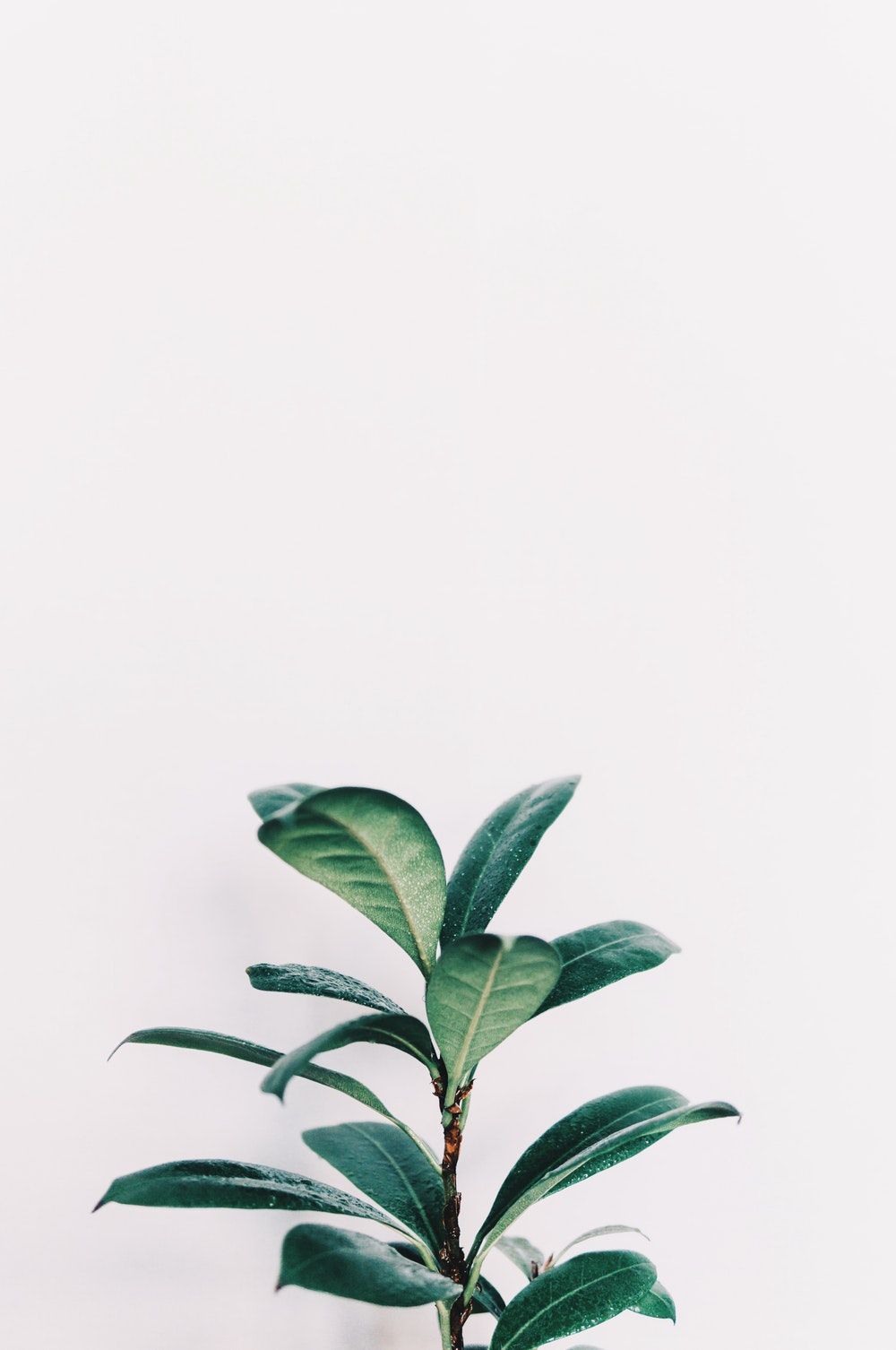 Aesthetic Minimalist Plant Desktop Wallpapers