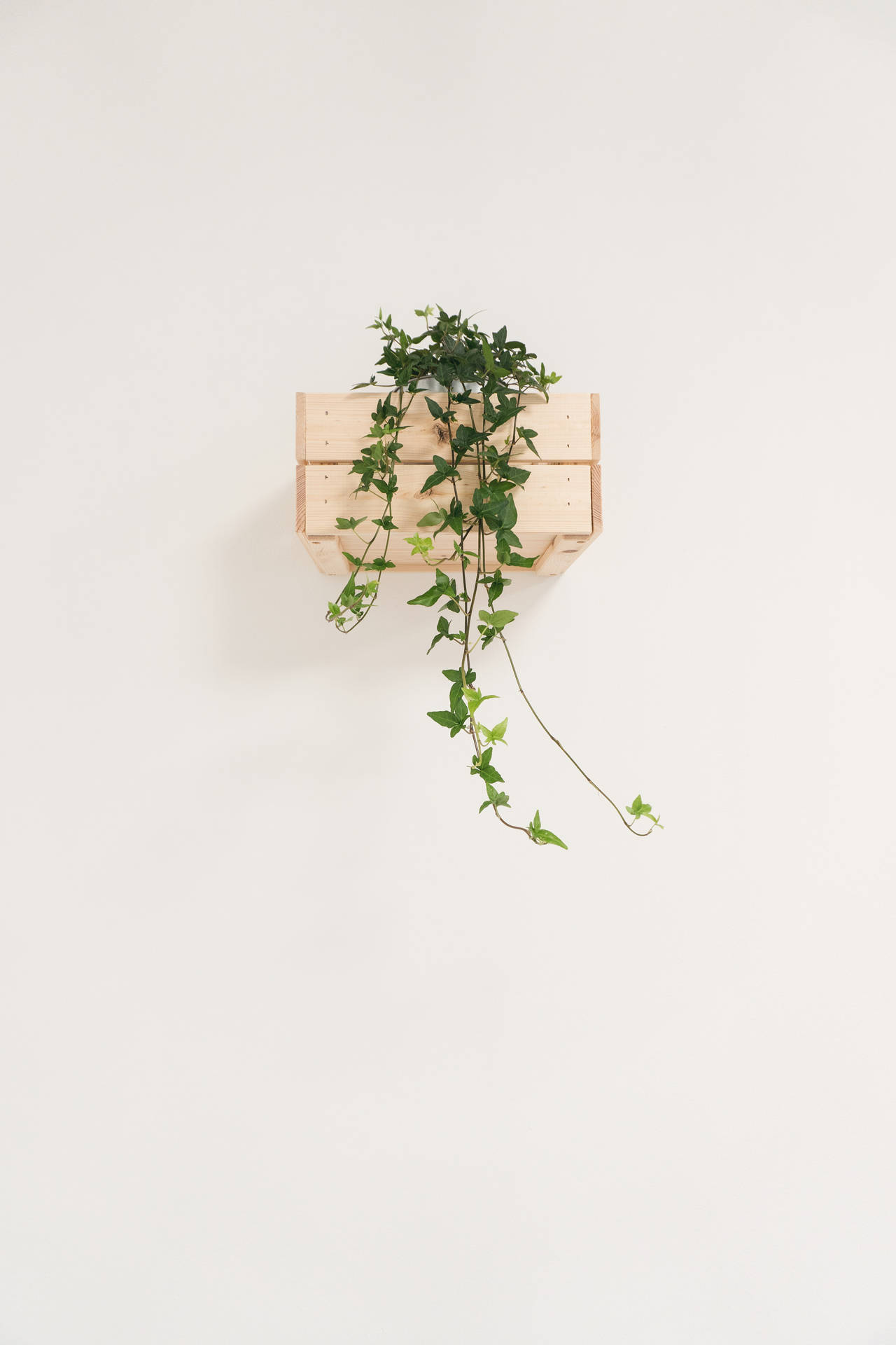 Aesthetic Minimalist Plant Desktop Wallpapers