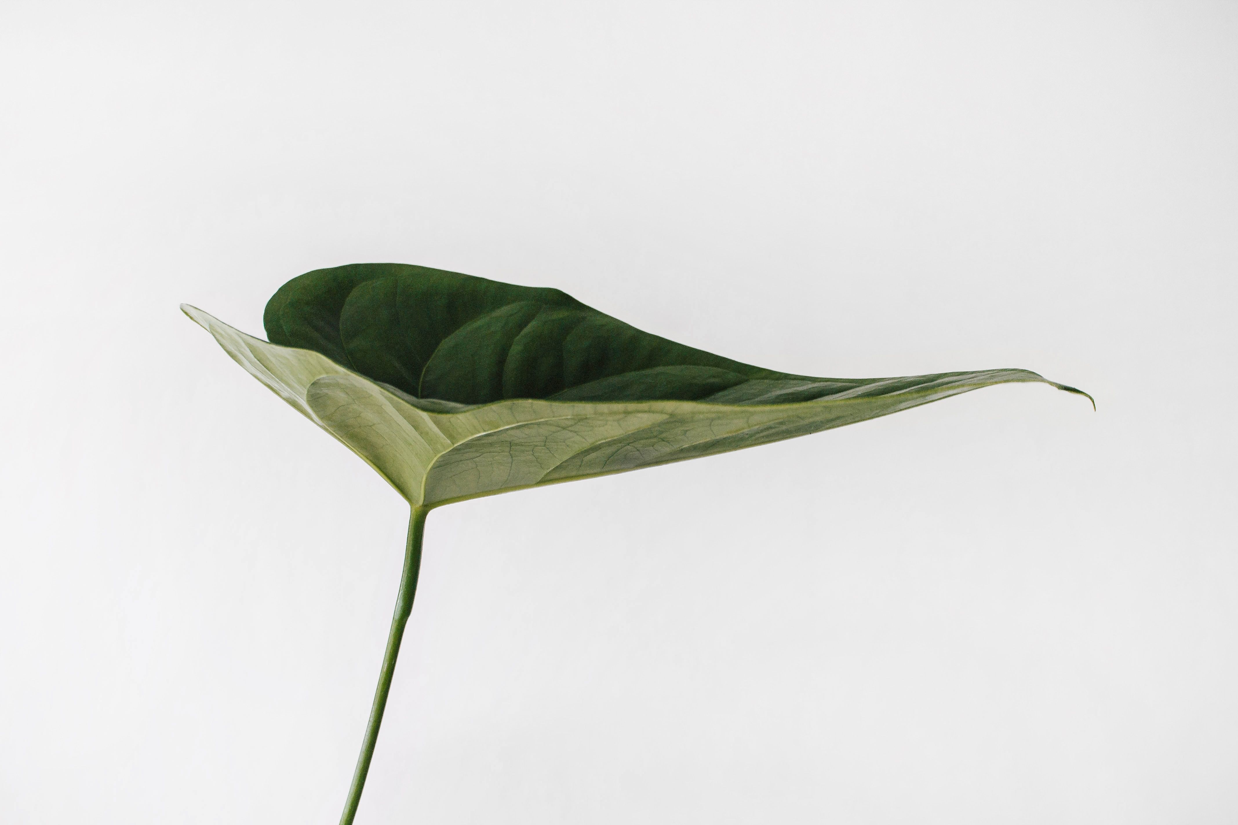 Aesthetic Minimalist Plant Desktop Wallpapers