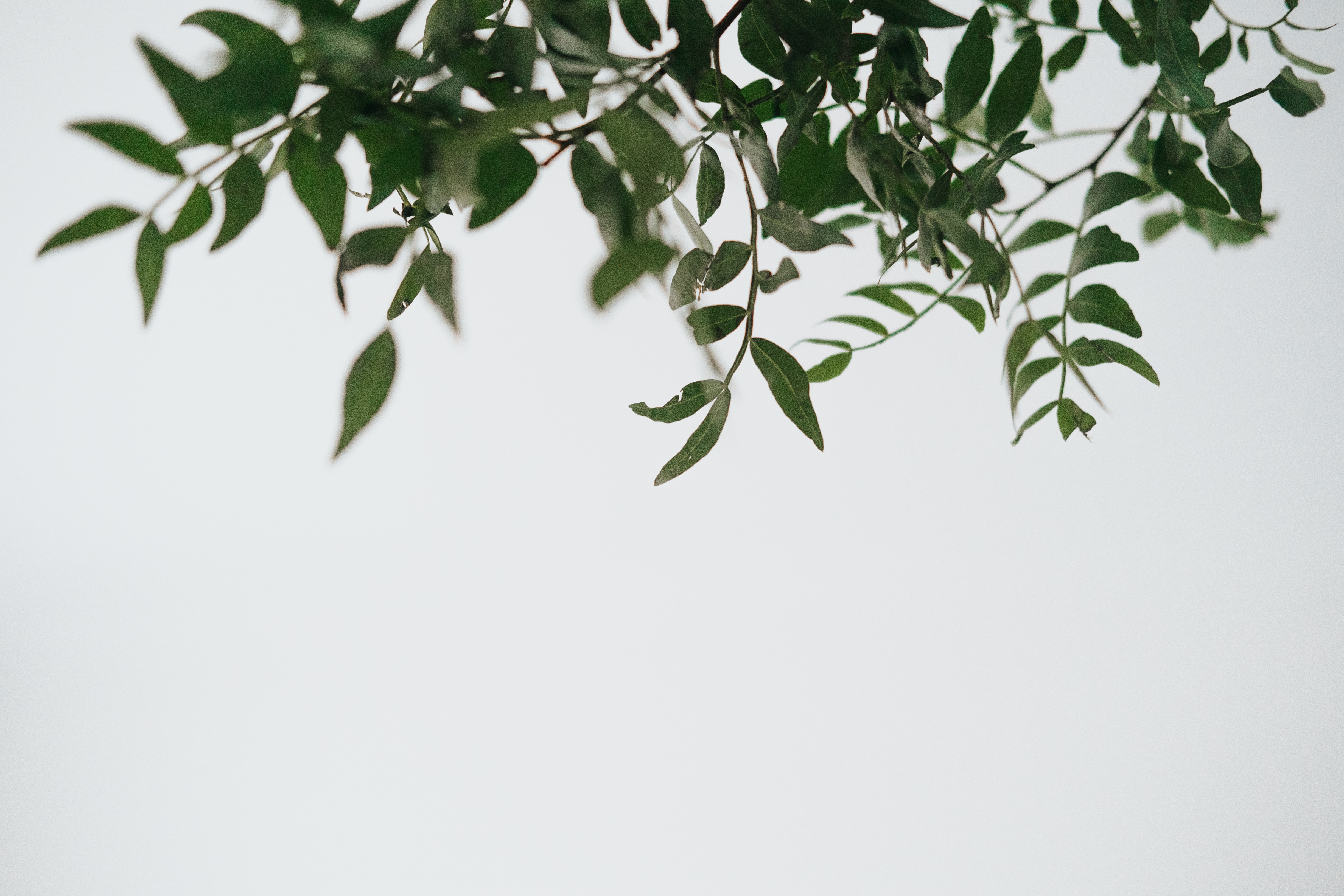 Aesthetic Minimalist Plant Desktop Wallpapers