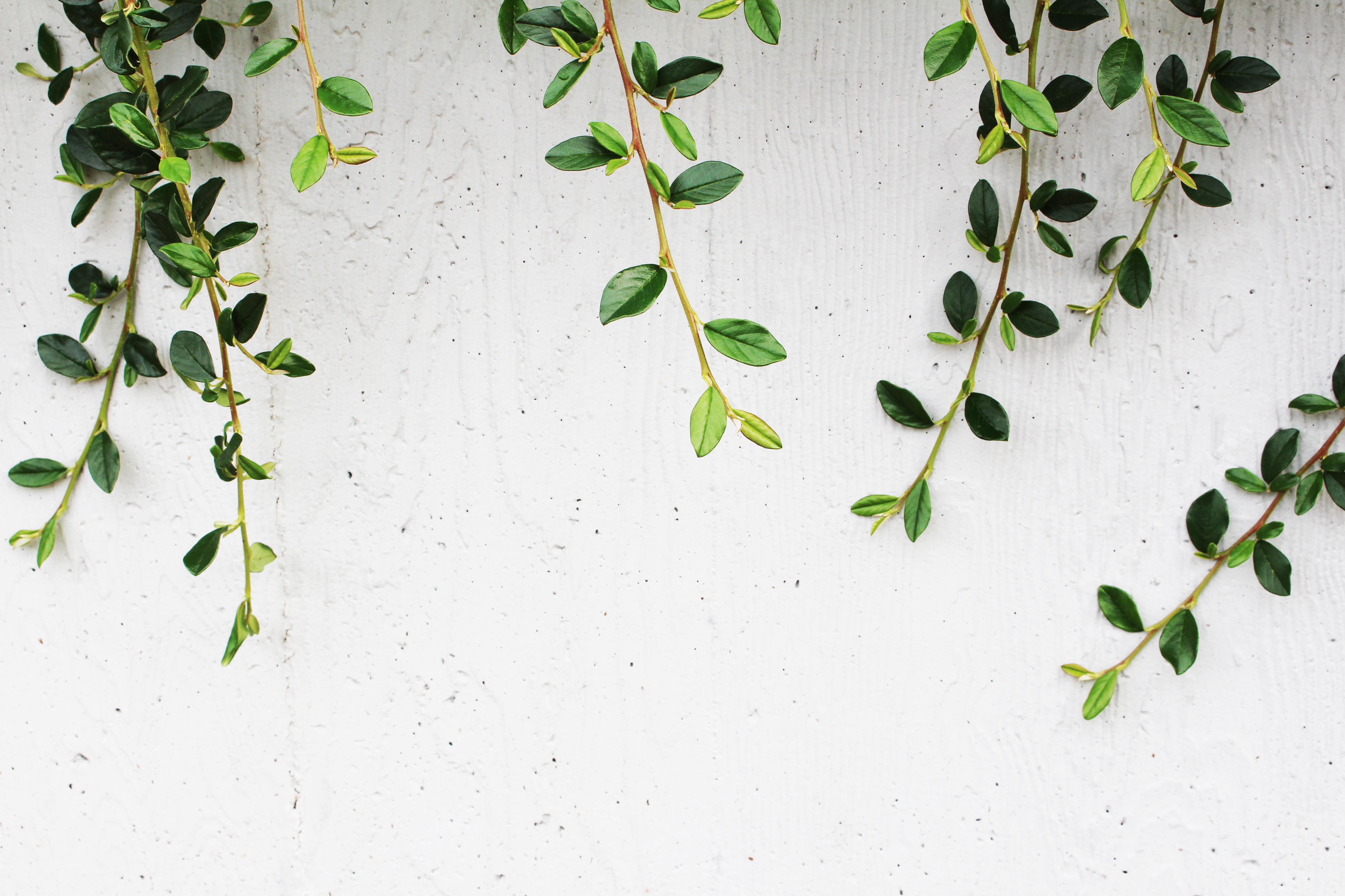 Aesthetic Minimalist Plant Desktop Wallpapers