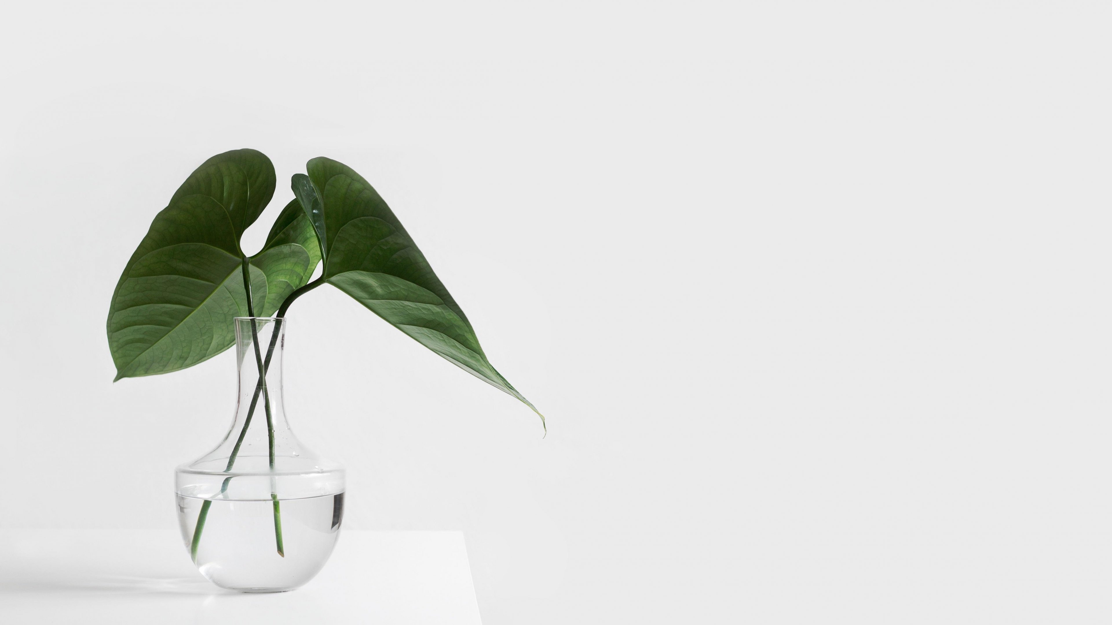 Aesthetic Minimalist Plant Desktop Wallpapers