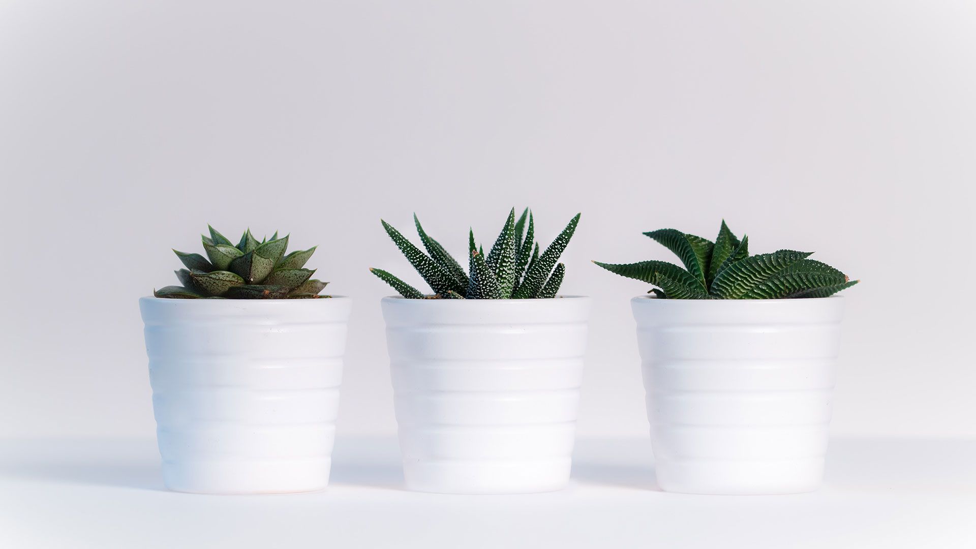 Aesthetic Minimalist Plant Desktop Wallpapers