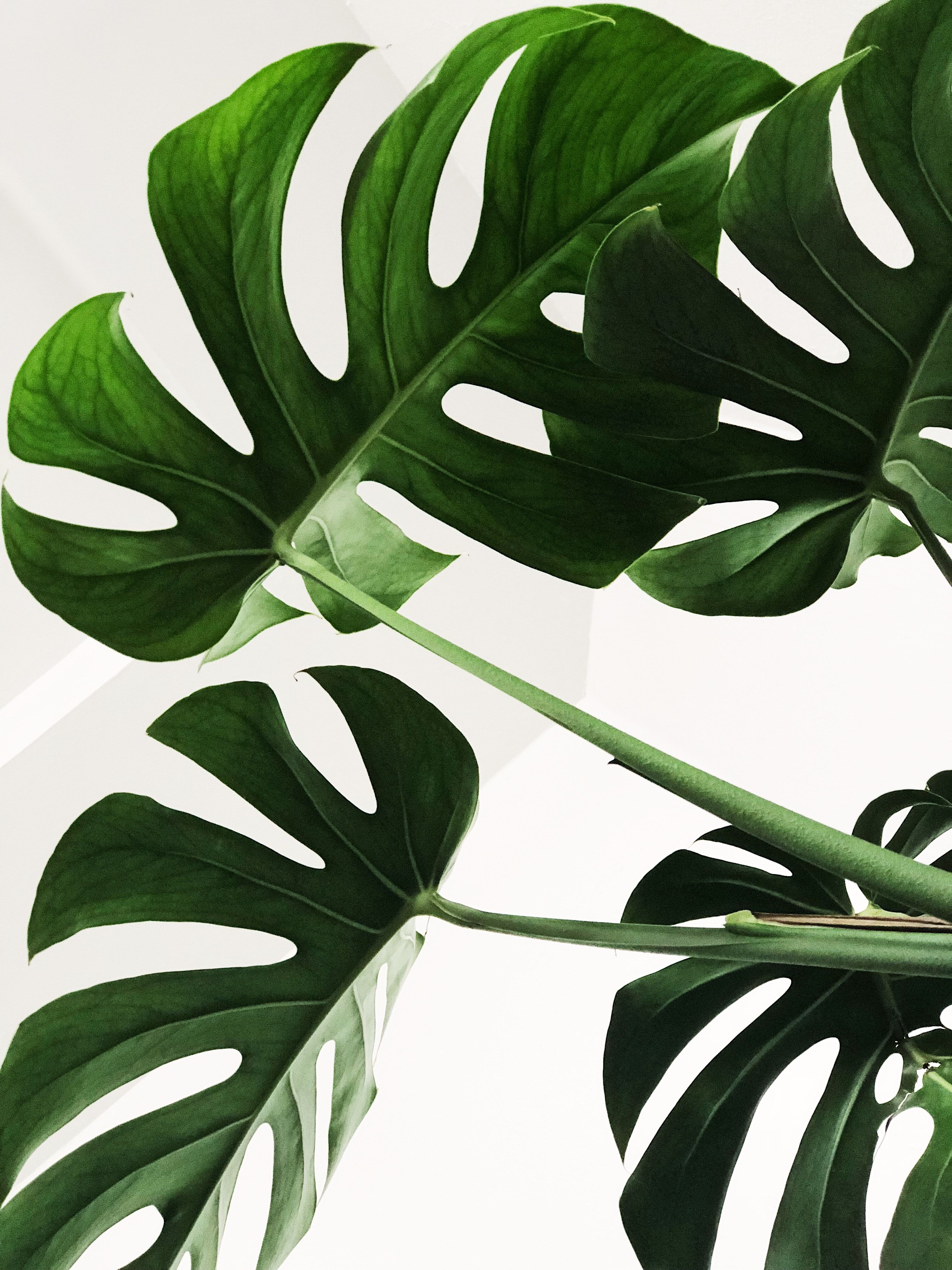 Aesthetic Minimalist Plant Desktop Wallpapers