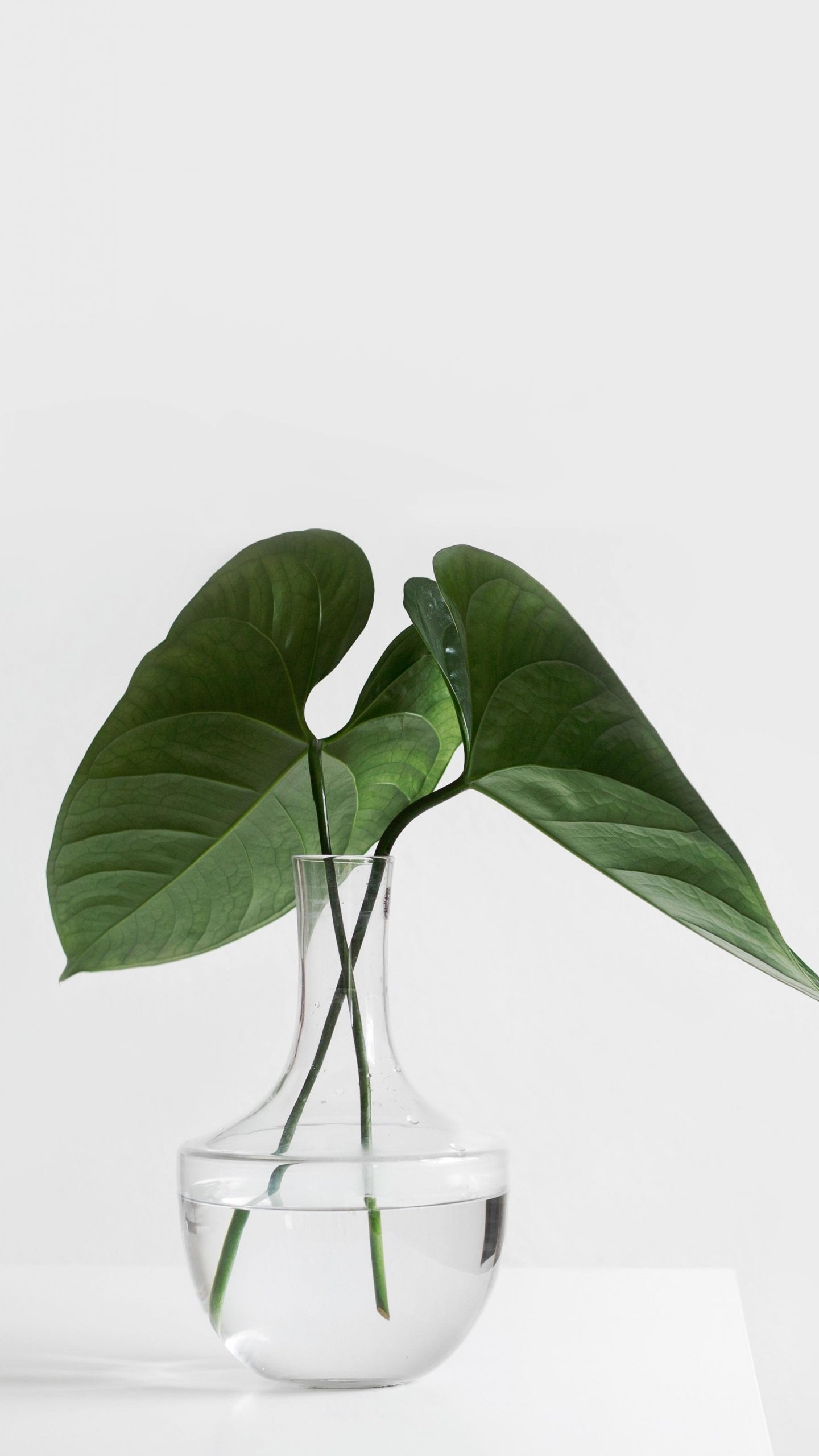 Aesthetic Minimalist Plant Desktop Wallpapers