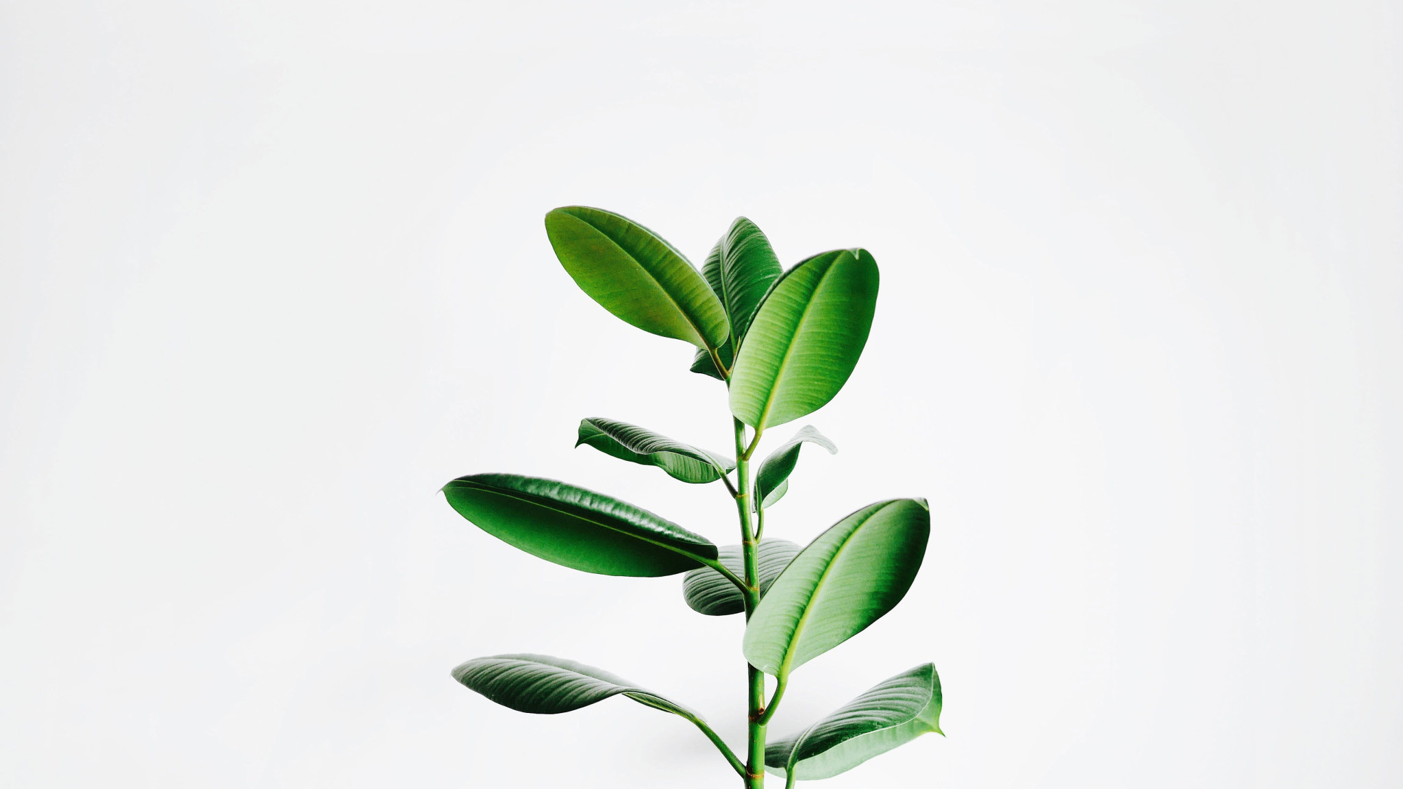 Aesthetic Minimalist Plant Desktop Wallpapers